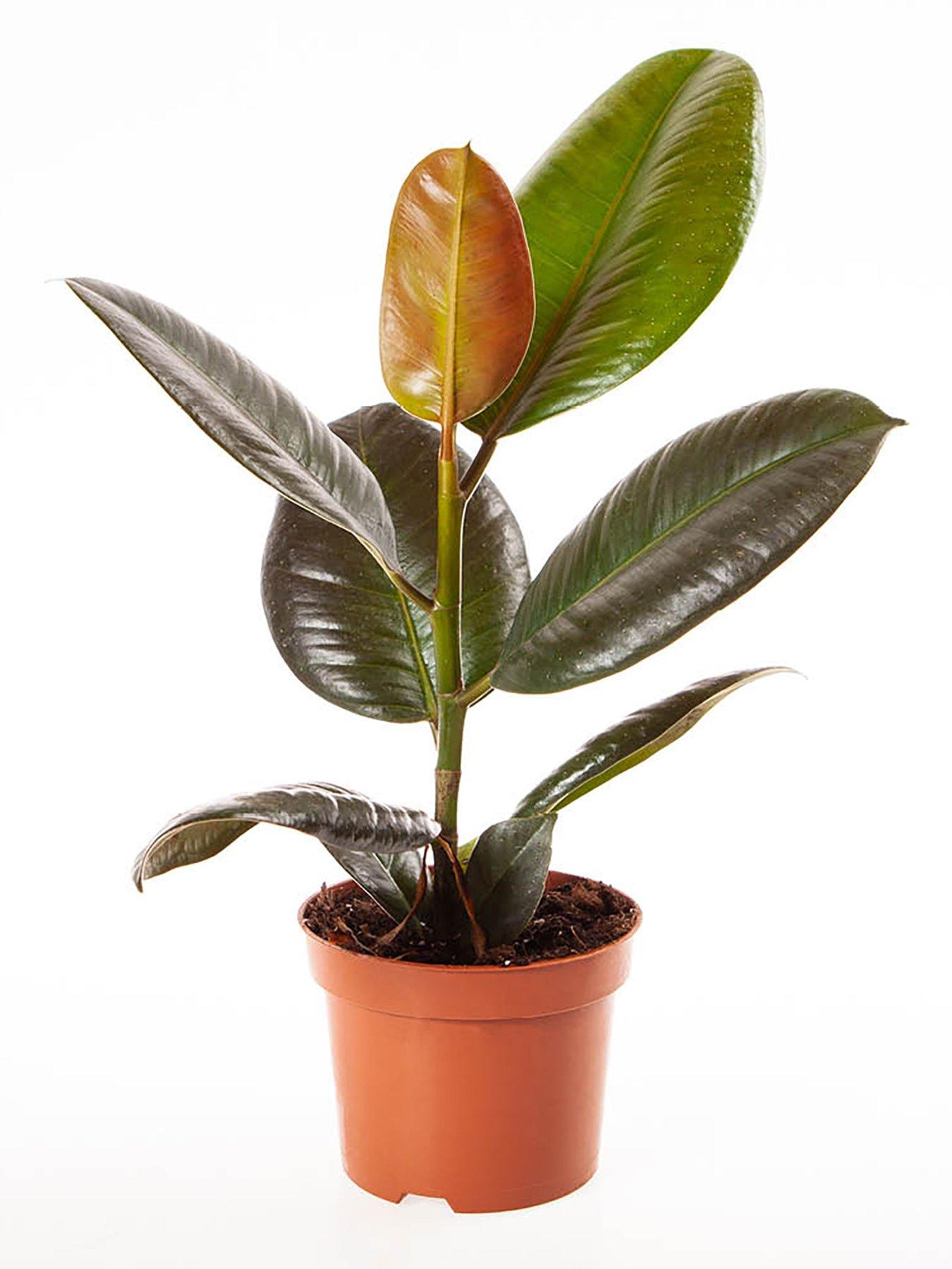 Image 3 of 3 of You Garden Ficus elastica 12cm