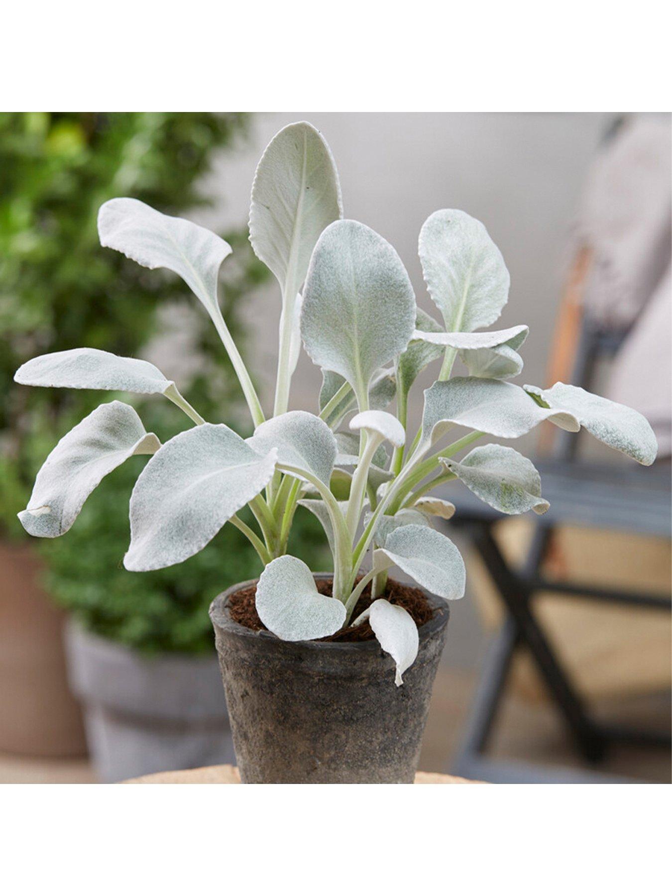 undefined Senecio candicans Angel Wings 9cm