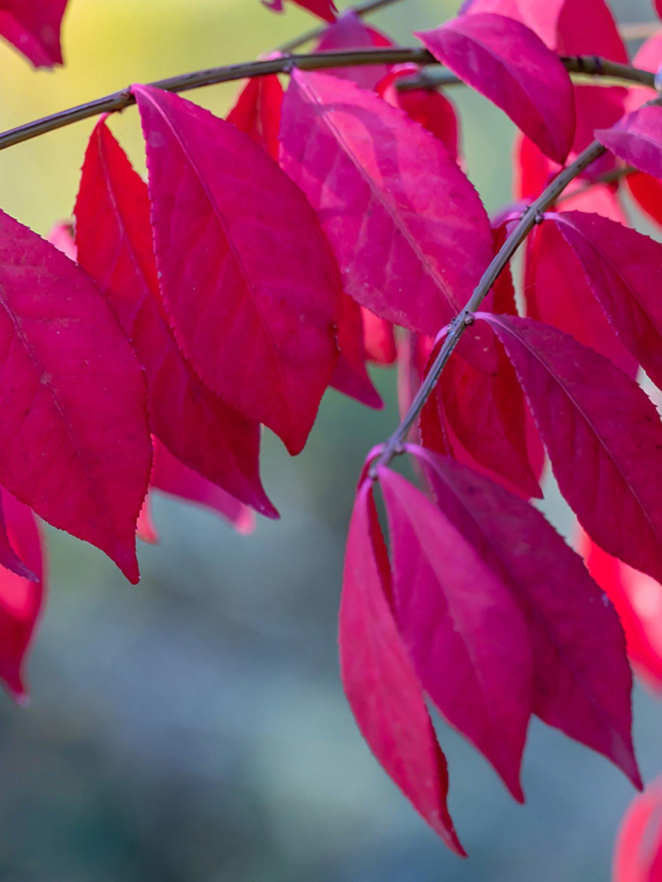 Image 1 of 3 of You Garden Euonymus alatus 9cm