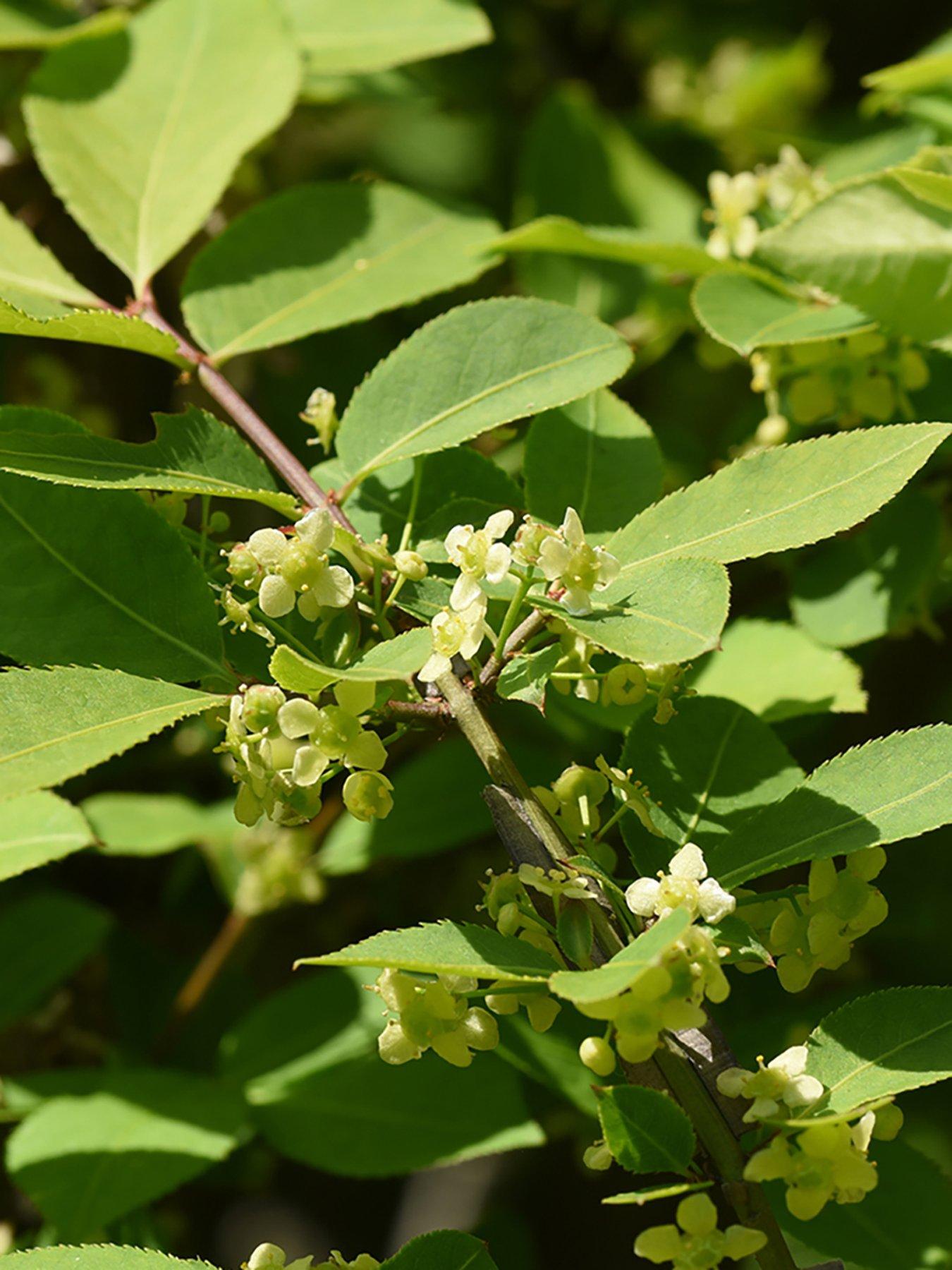 Image 2 of 3 of You Garden Euonymus alatus 9cm