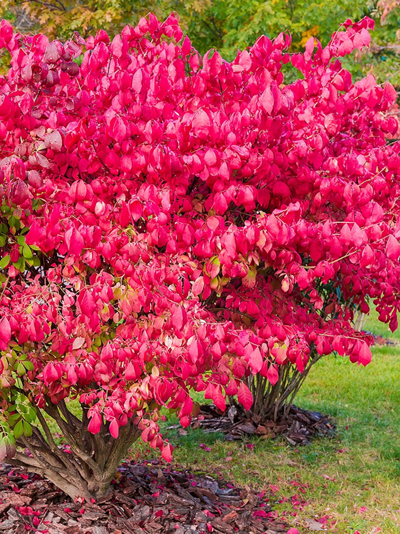 Image 3 of 3 of You Garden Euonymus alatus 9cm