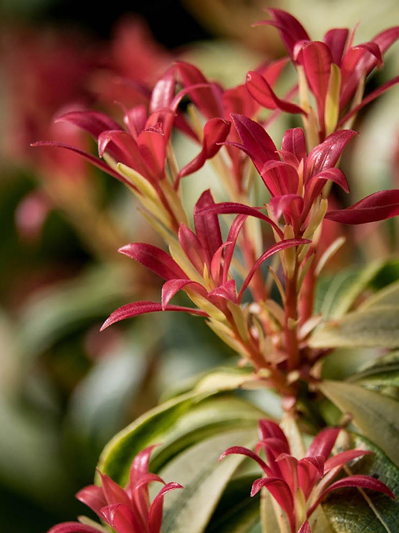 undefined Pieris Flaming Silver 8/9cm