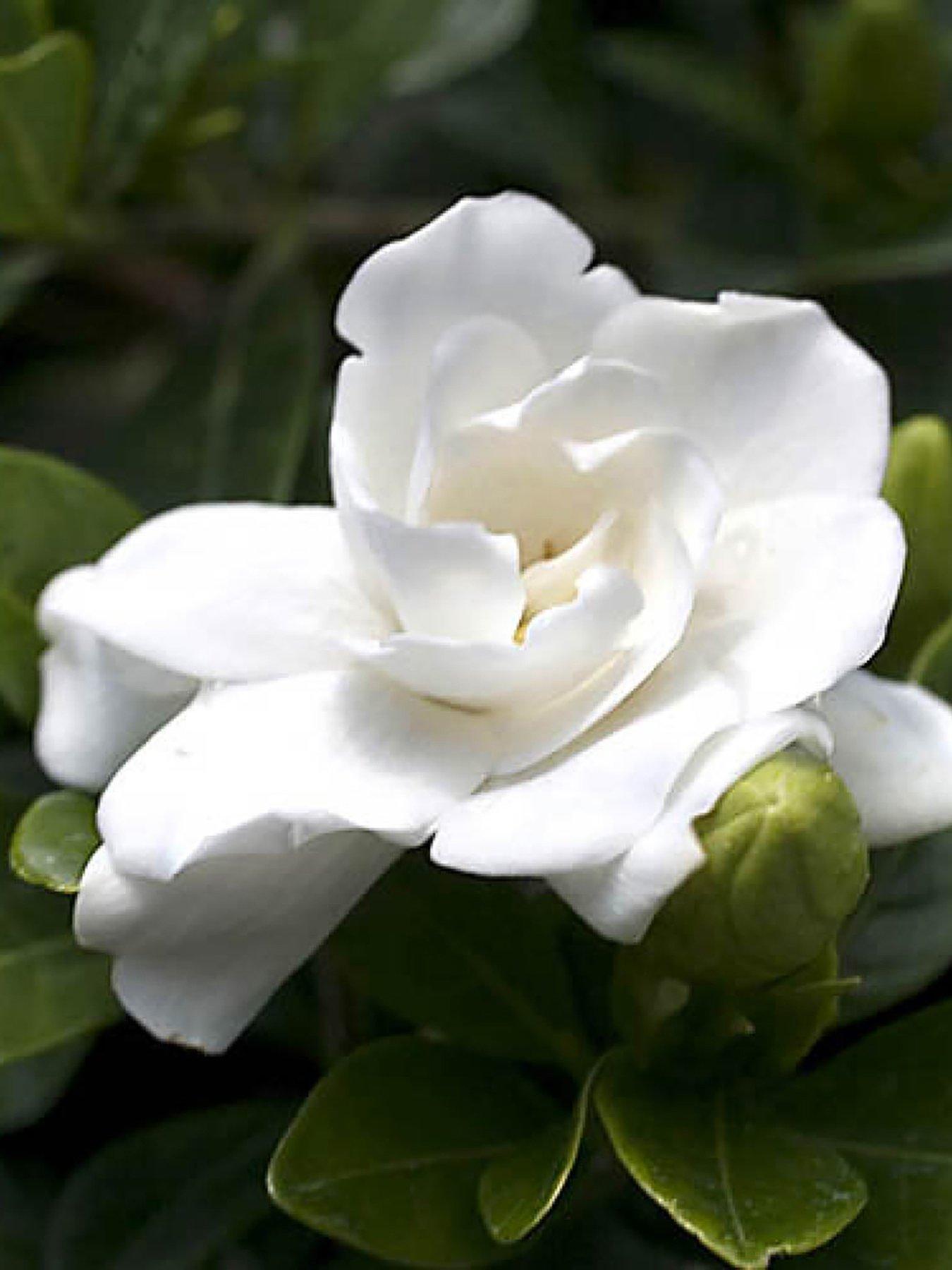 undefined Gardenia jasminoides 'Crown Jewel' 9cm