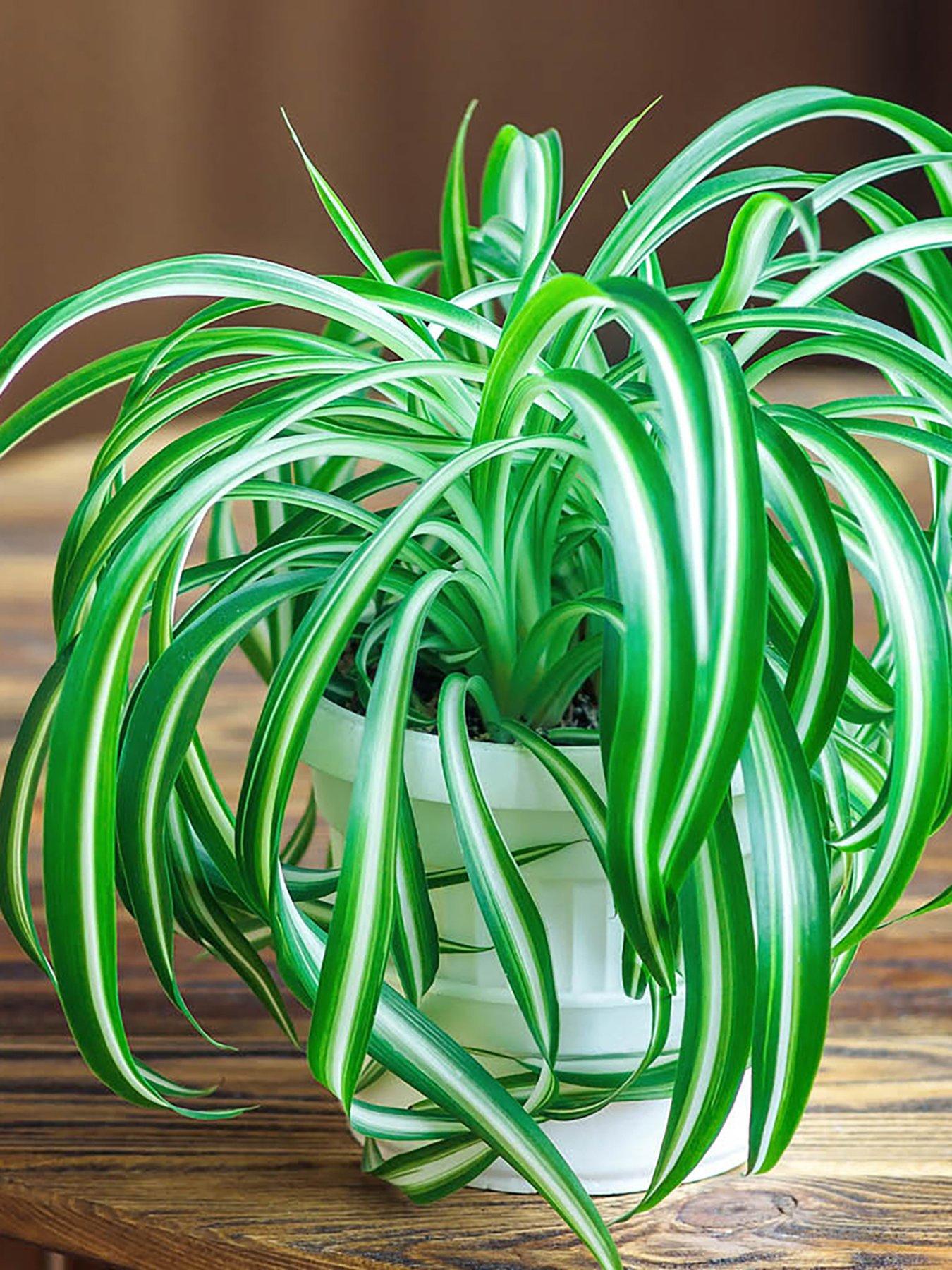 Product photograph of You Garden Spider Plant Chlorophytum Comosum 12cm Pot from very.co.uk