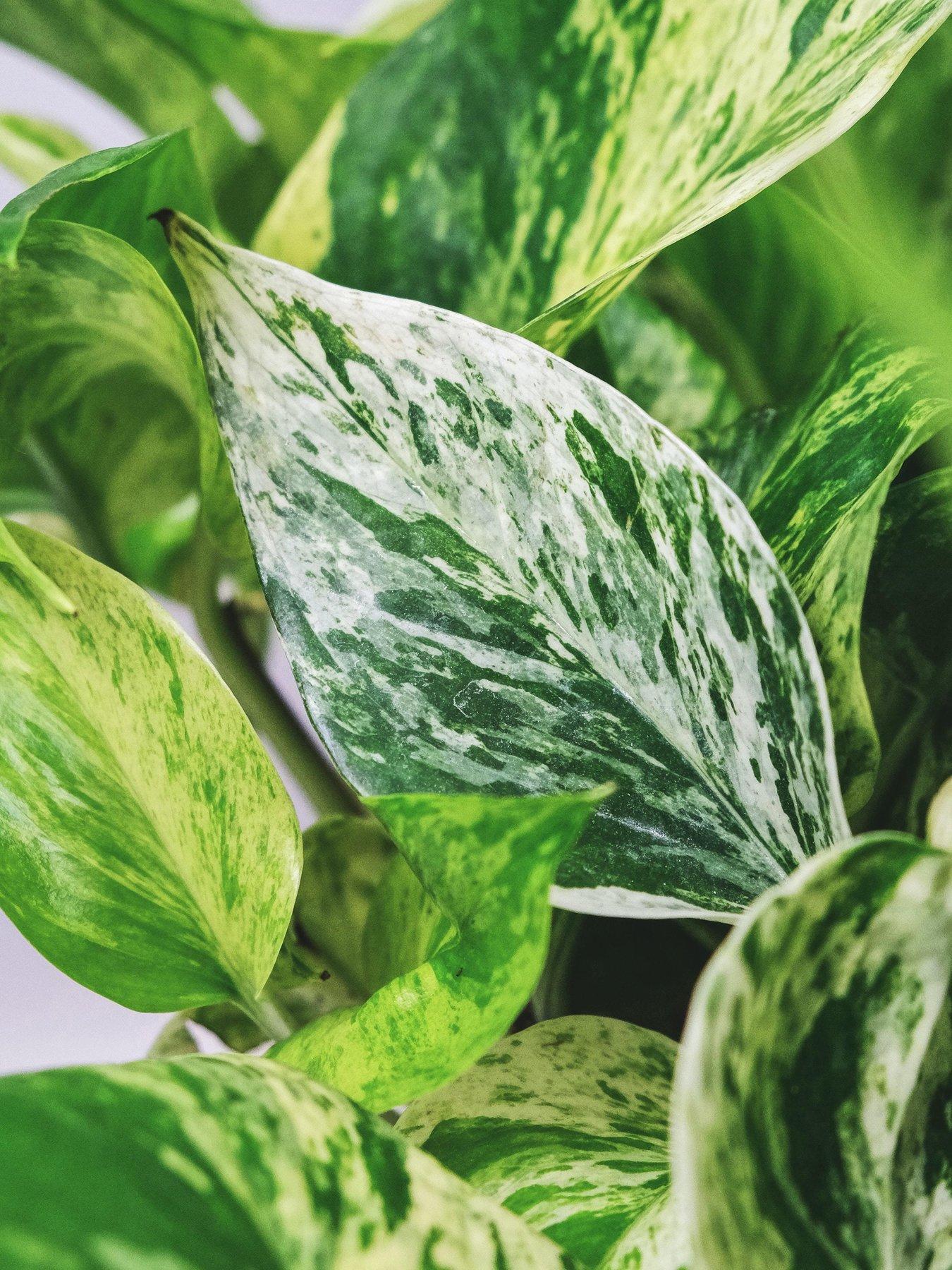 Image 1 of 3 of You Garden Epipremnum pinnatum Marble Queen 12cm