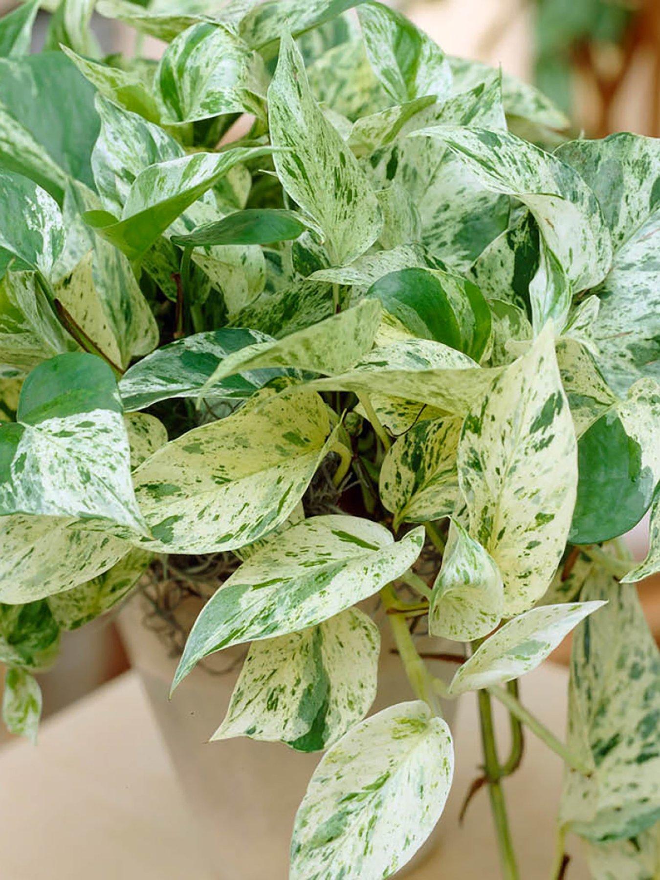 Image 2 of 3 of You Garden Epipremnum pinnatum Marble Queen 12cm