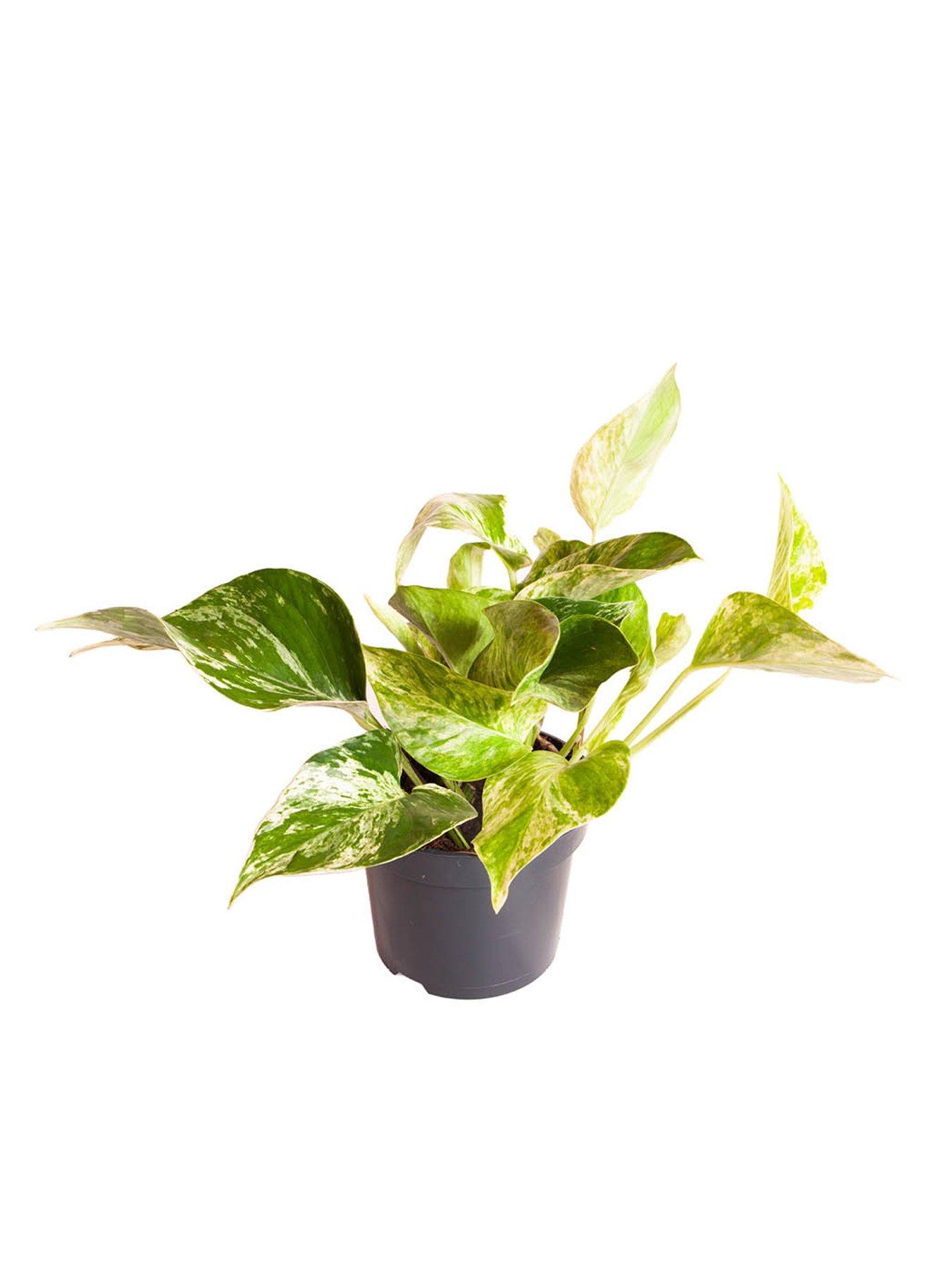 Image 3 of 3 of You Garden Epipremnum pinnatum Marble Queen 12cm