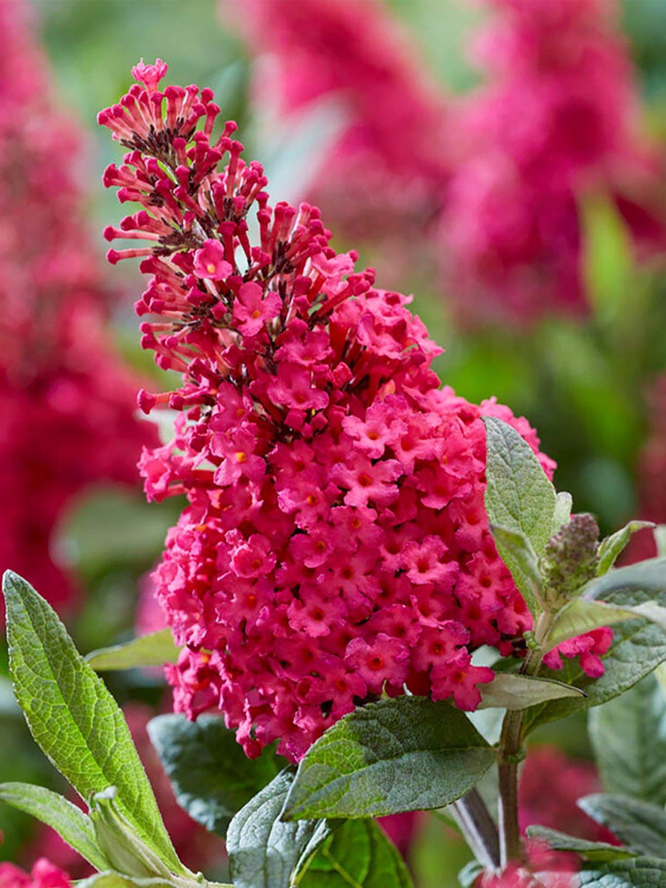 Product photograph of You Garden Buddleia Butterfly Candy Little Ruby 9cm Pot from very.co.uk