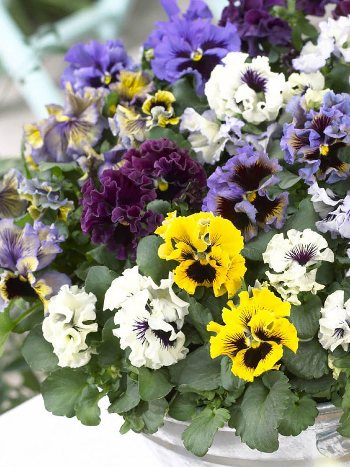 You Garden Pansy Frizzle Sizzle Mix