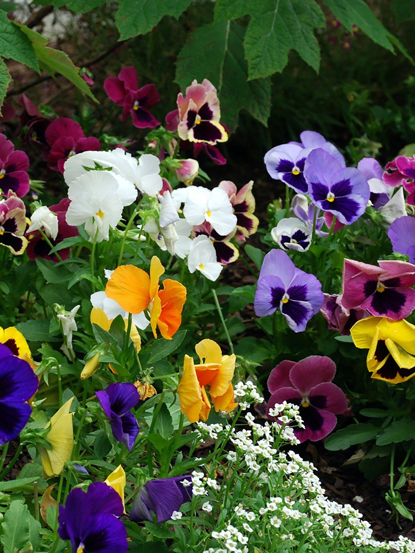 You Garden Pansy Matrix Mixed