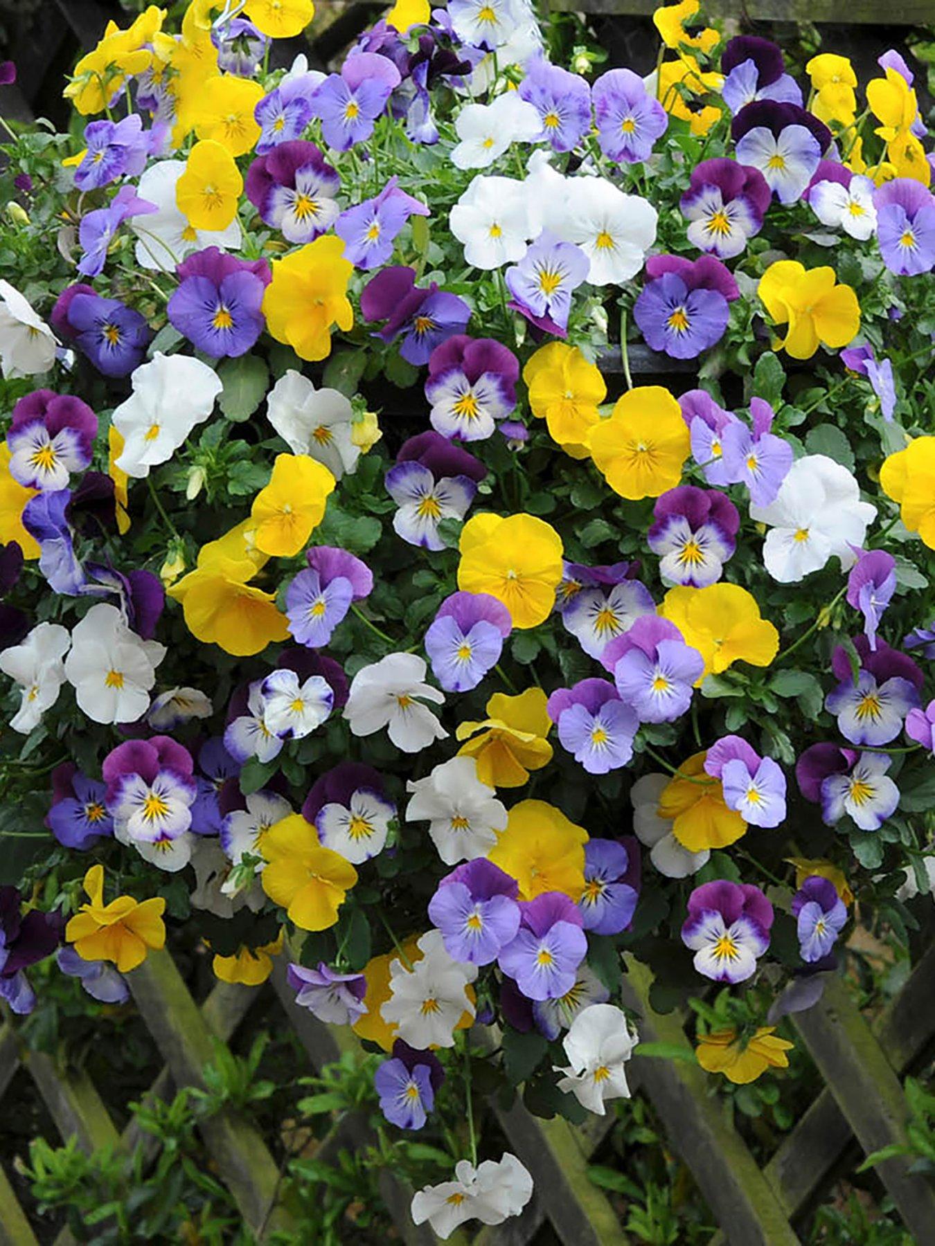 You Garden Pair of Pansy Cool Wave Hanging Baskets (25cm)