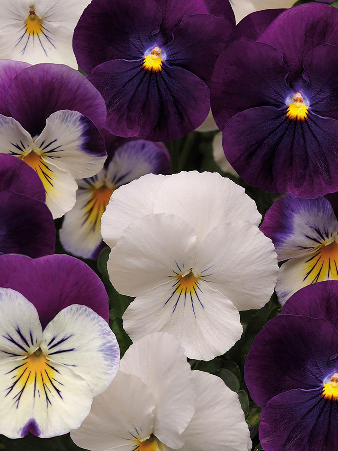 Product photograph of You Garden Pair Of Pansy Cool Wave Berries Amp Cream Hanging Baskets 25cm from very.co.uk