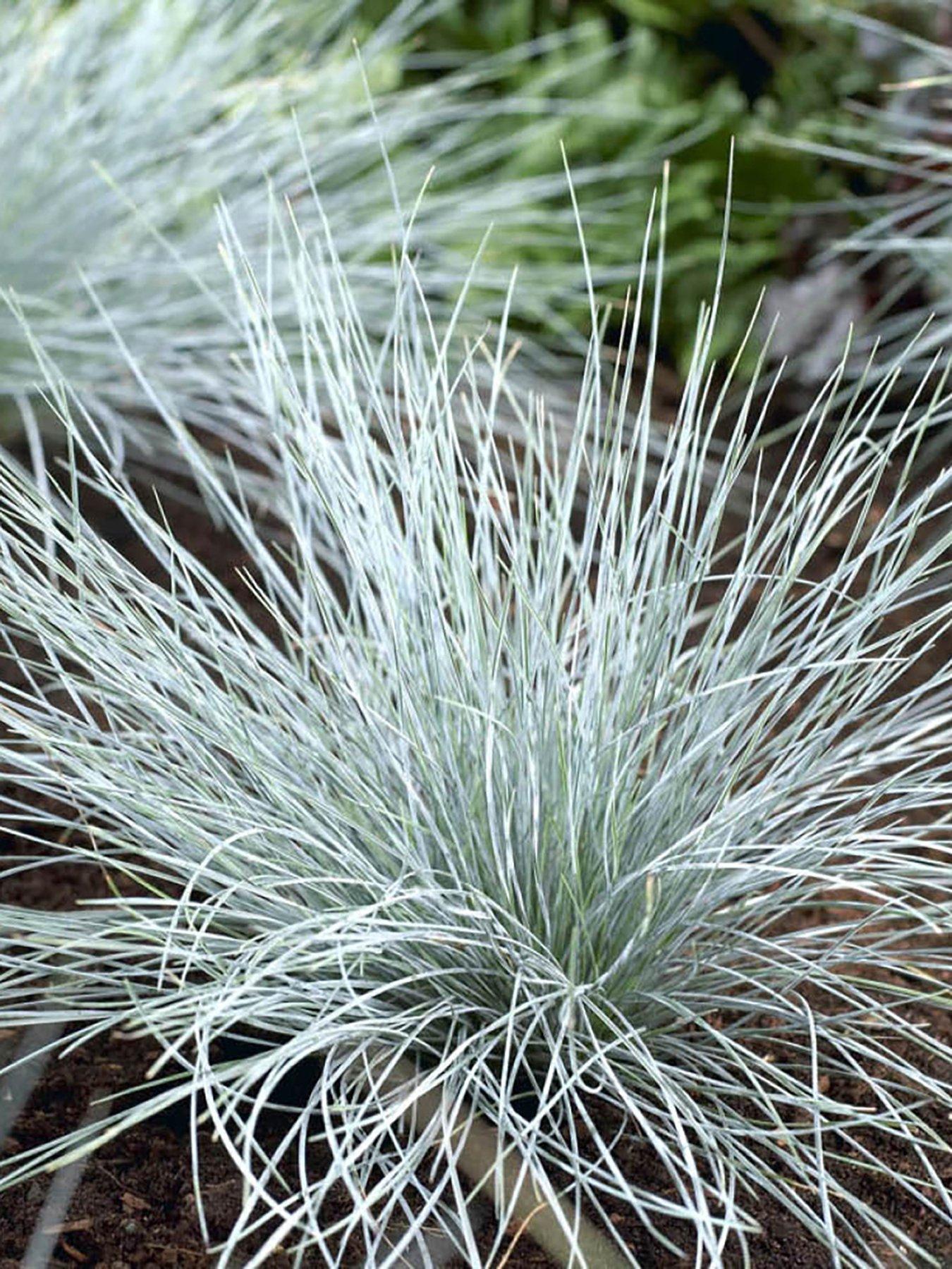 Product photograph of You Garden Blue Festuca Grass 9cm Pot from very.co.uk