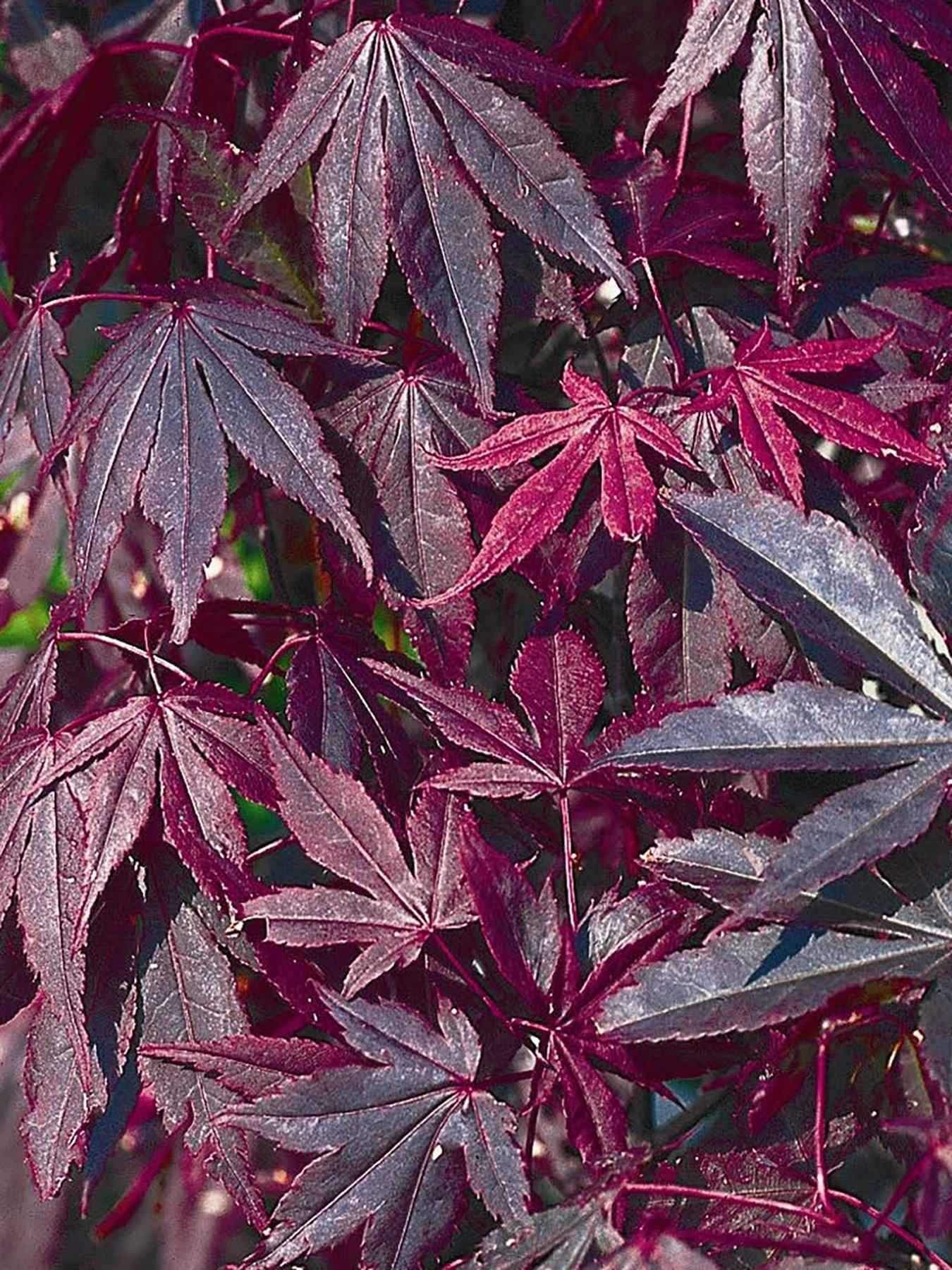 You Garden Acer palmatum 'Atropurpureum' 10.5cm pot