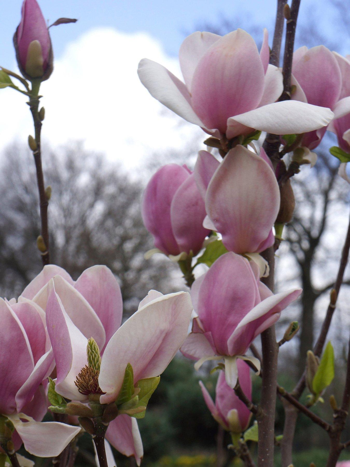 Product photograph of You Garden Magnolia Soulangeana Saucer Magnolia 9cm Pot from very.co.uk