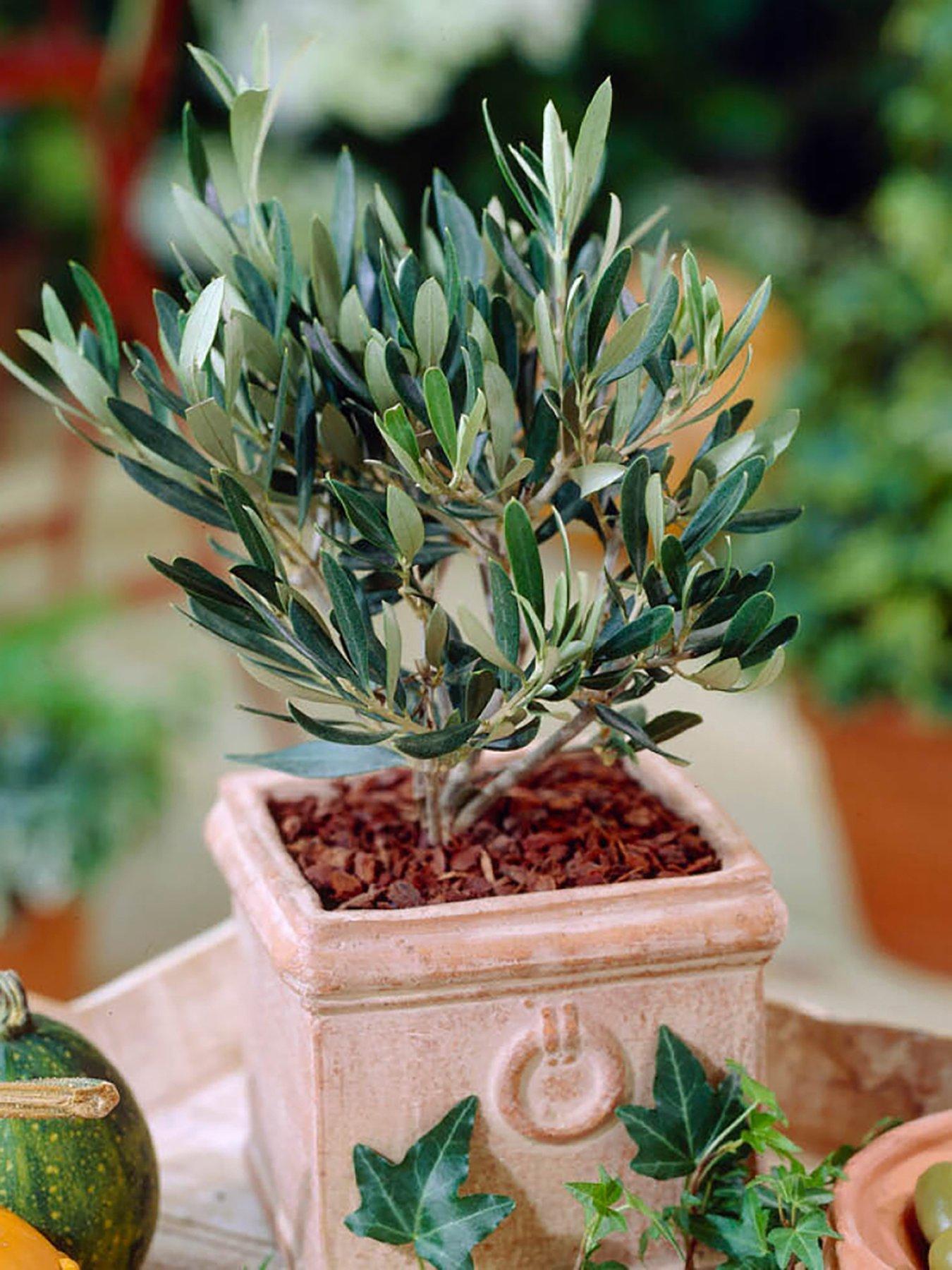 Product photograph of You Garden Mini Olive Tree 15cm Pot from very.co.uk