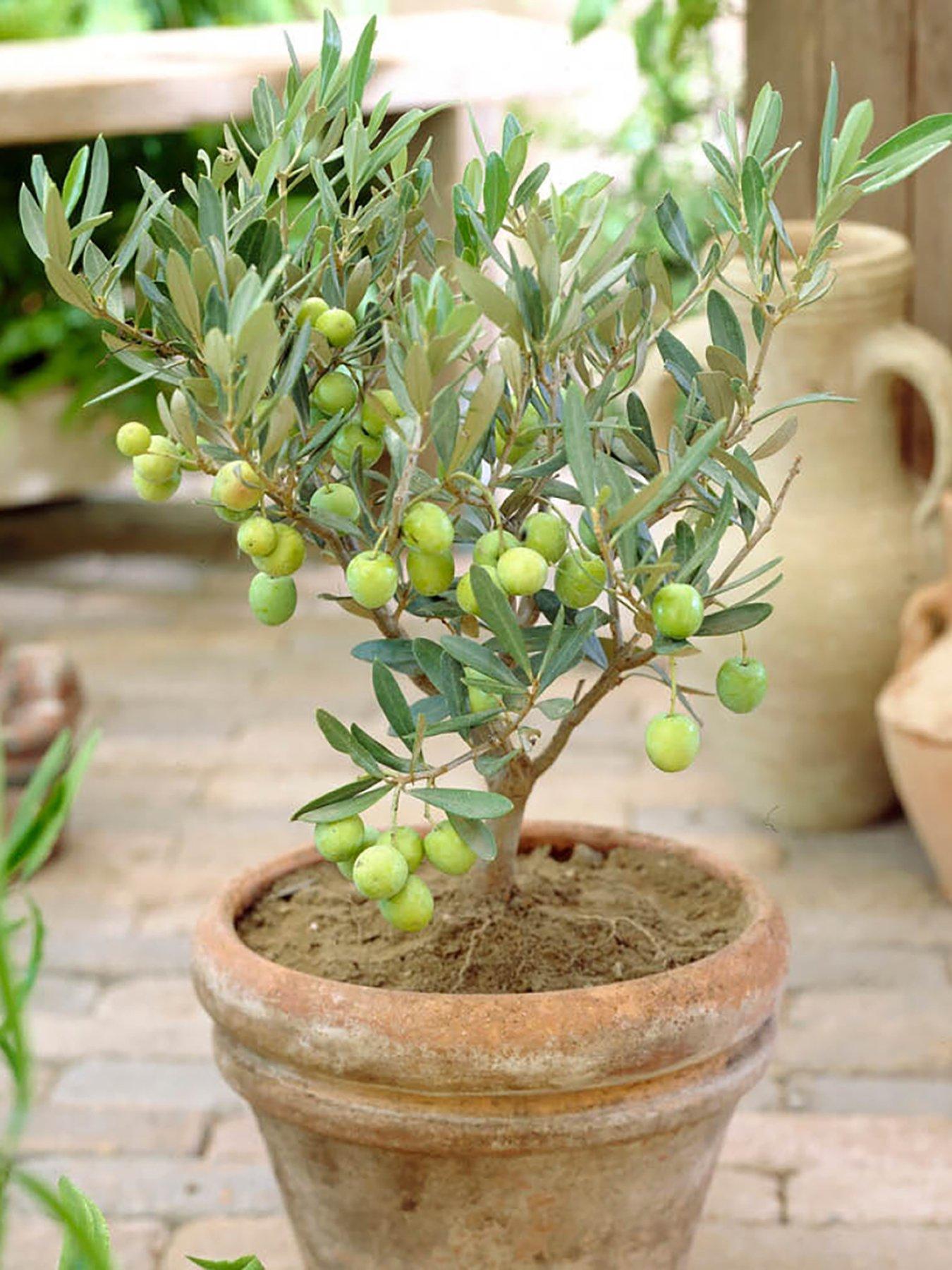 Image 2 of 5 of You Garden Mini Olive Tree (15cm Pot)