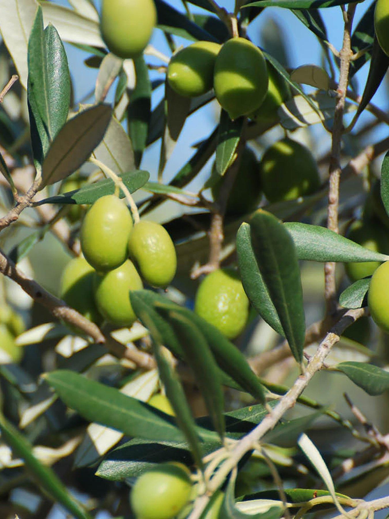 Image 3 of 5 of You Garden Mini Olive Tree (15cm Pot)
