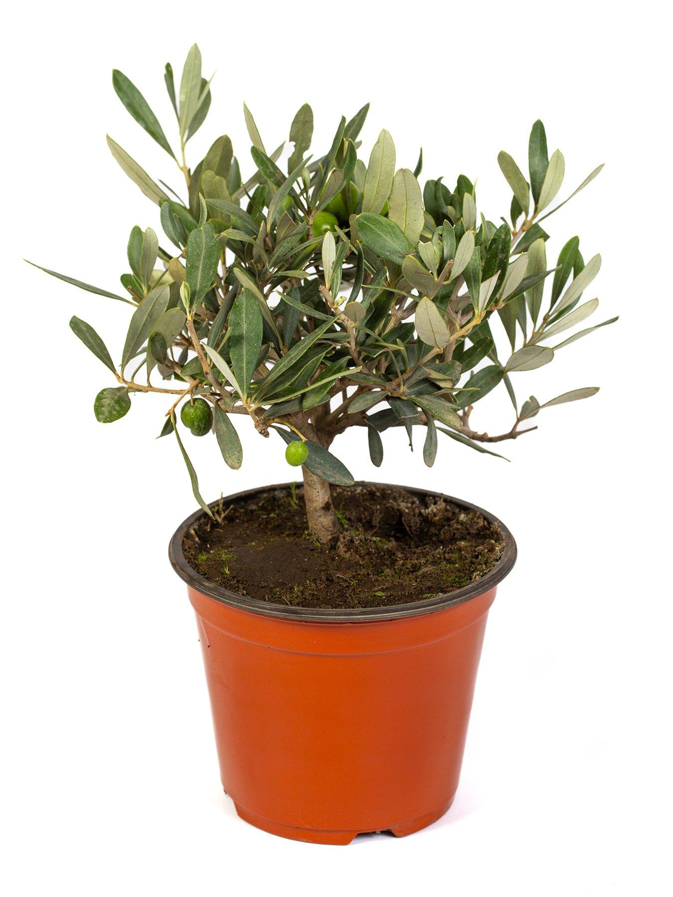 Image 5 of 5 of You Garden Mini Olive Tree (15cm Pot)