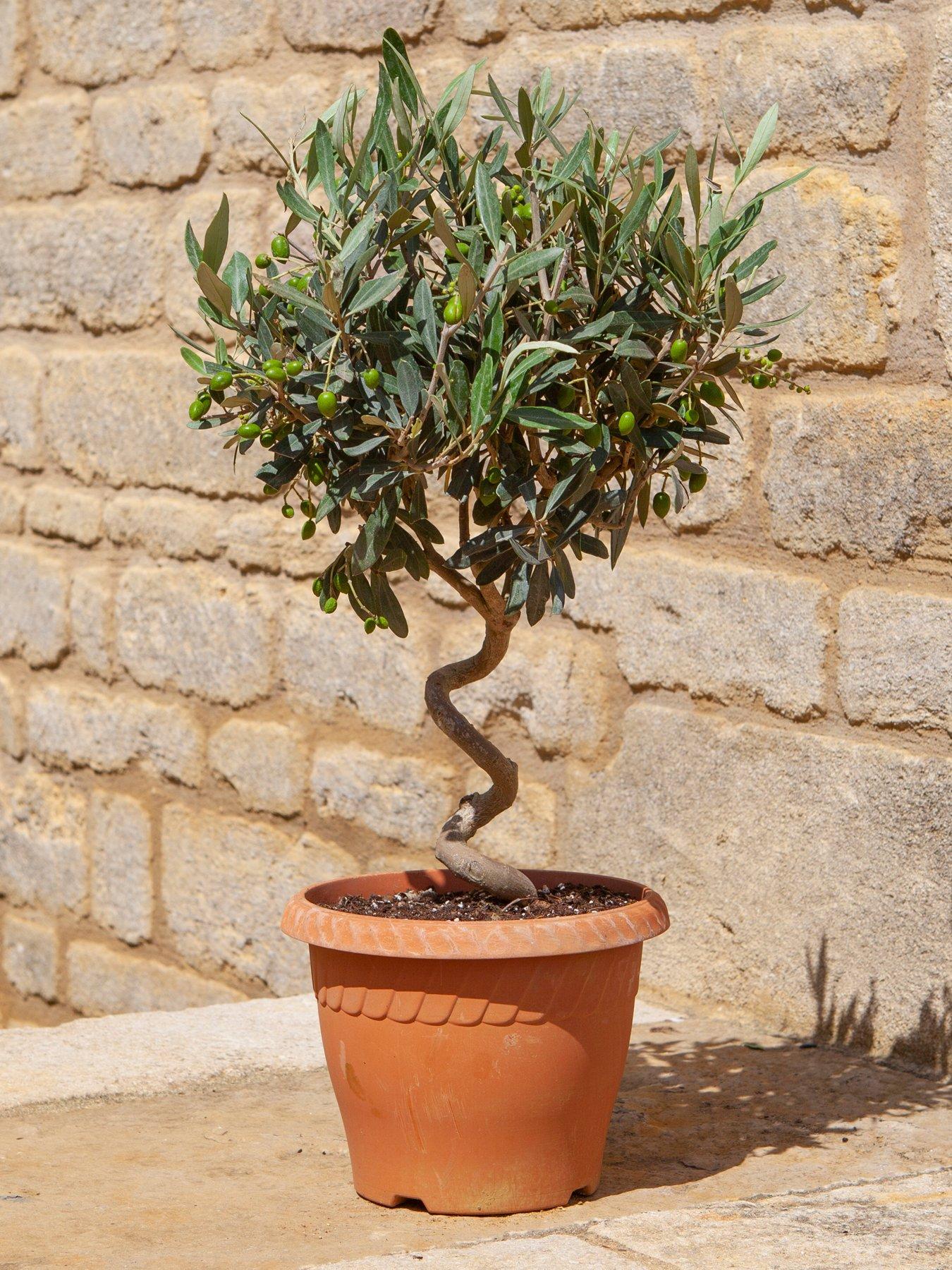 You Garden Pair of Spiral Olive Trees