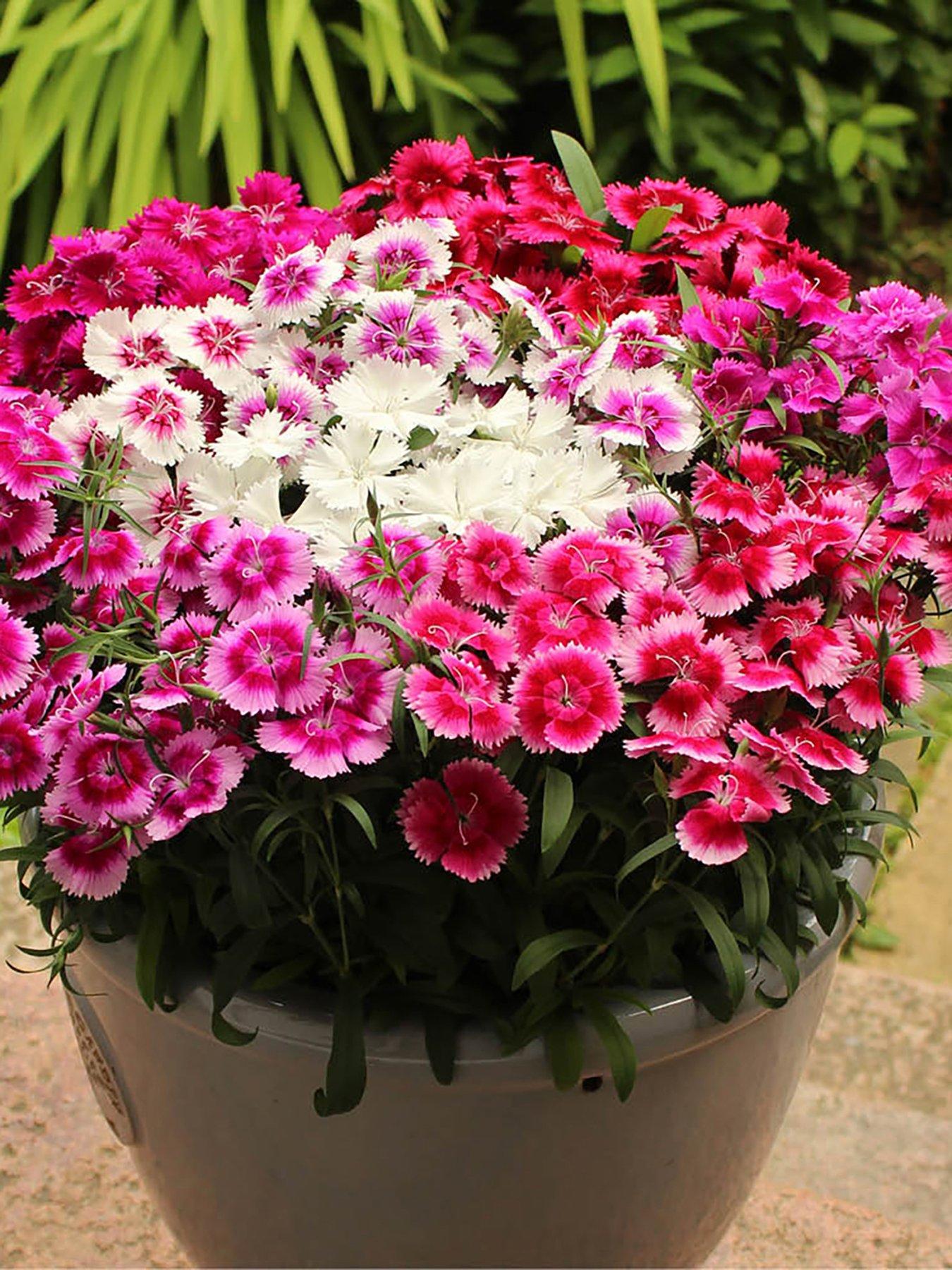 You Garden Sweet William Gem - 20 Garden Ready Plants