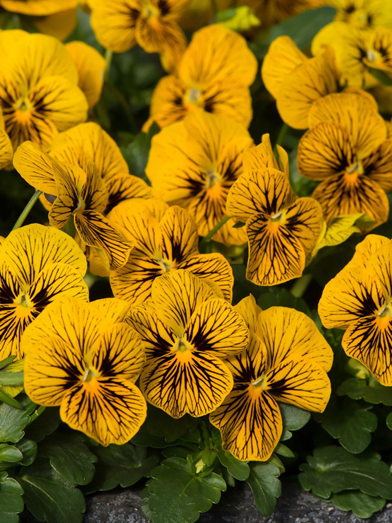 You Garden Viola Sorbet Tiger Eye - 20 Garden Ready Plants