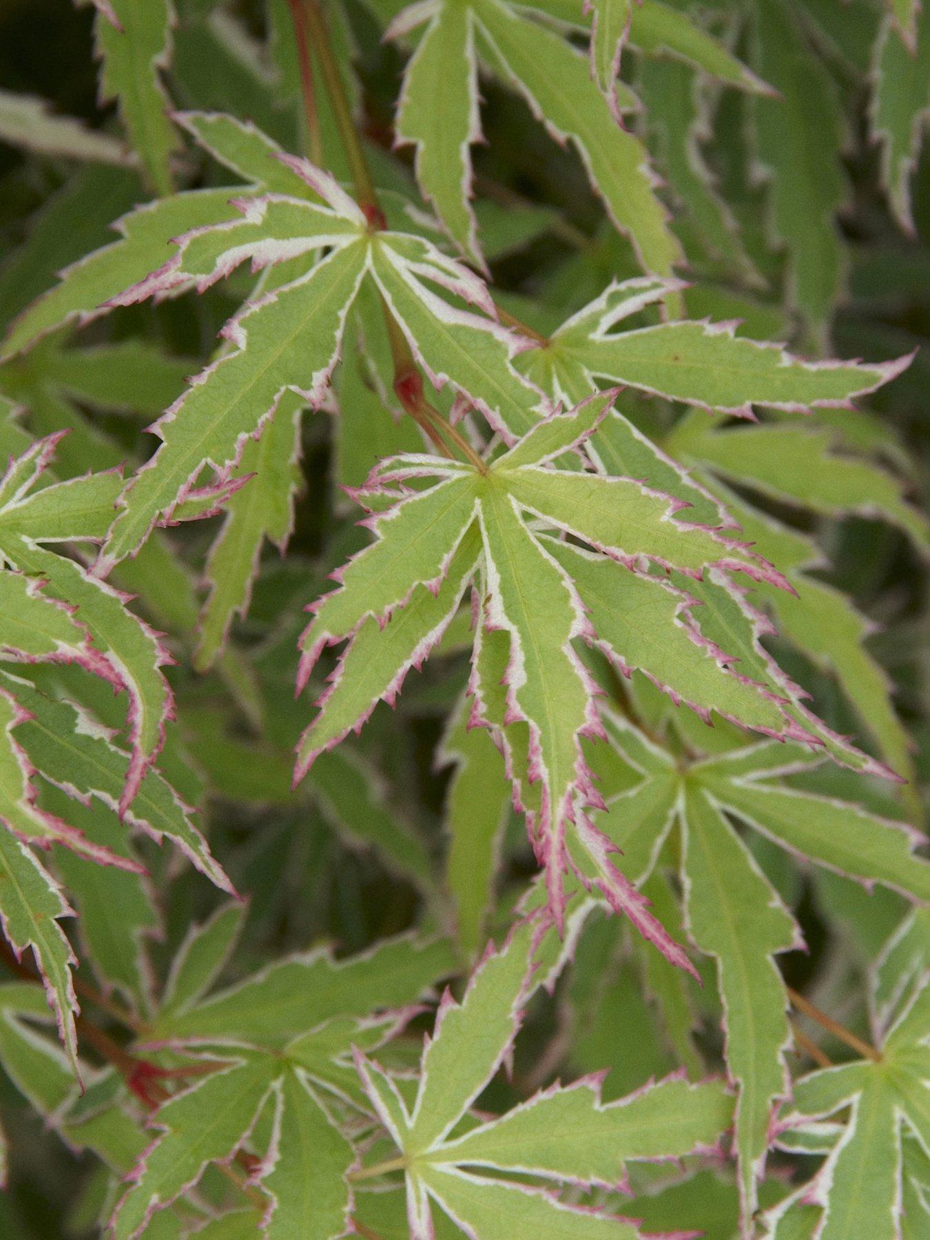 You Garden Acer palmatum Emerald Lace (10.5cm Pot)