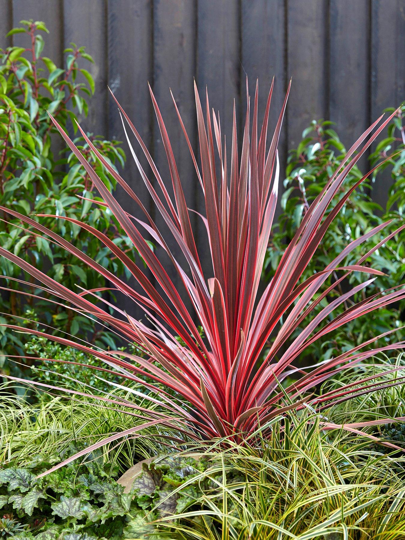 Product photograph of You Garden Cordyline Charlie Boy 9cm from very.co.uk