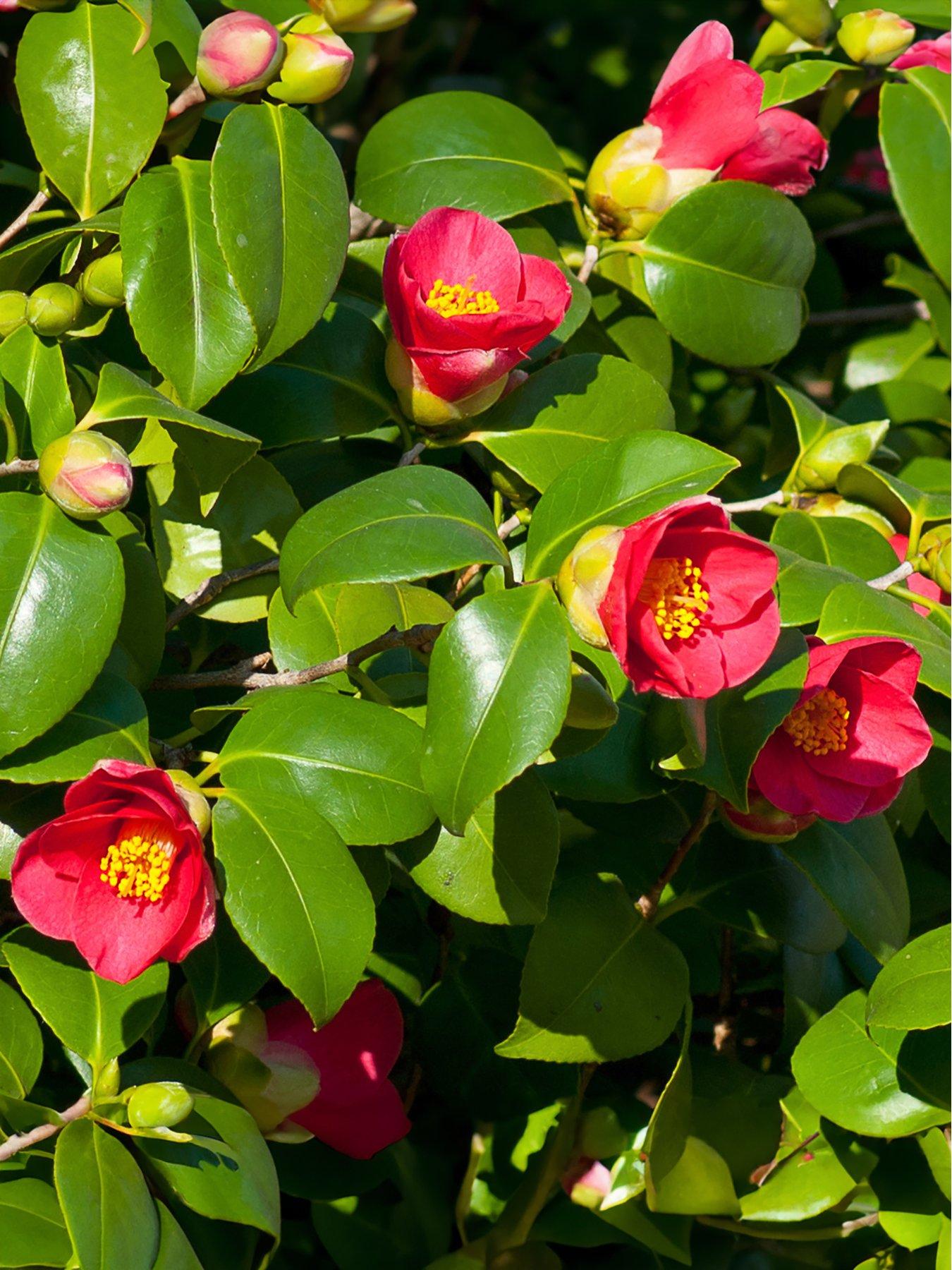 Product photograph of Camellia Vernalis Yuletide 15cm from very.co.uk