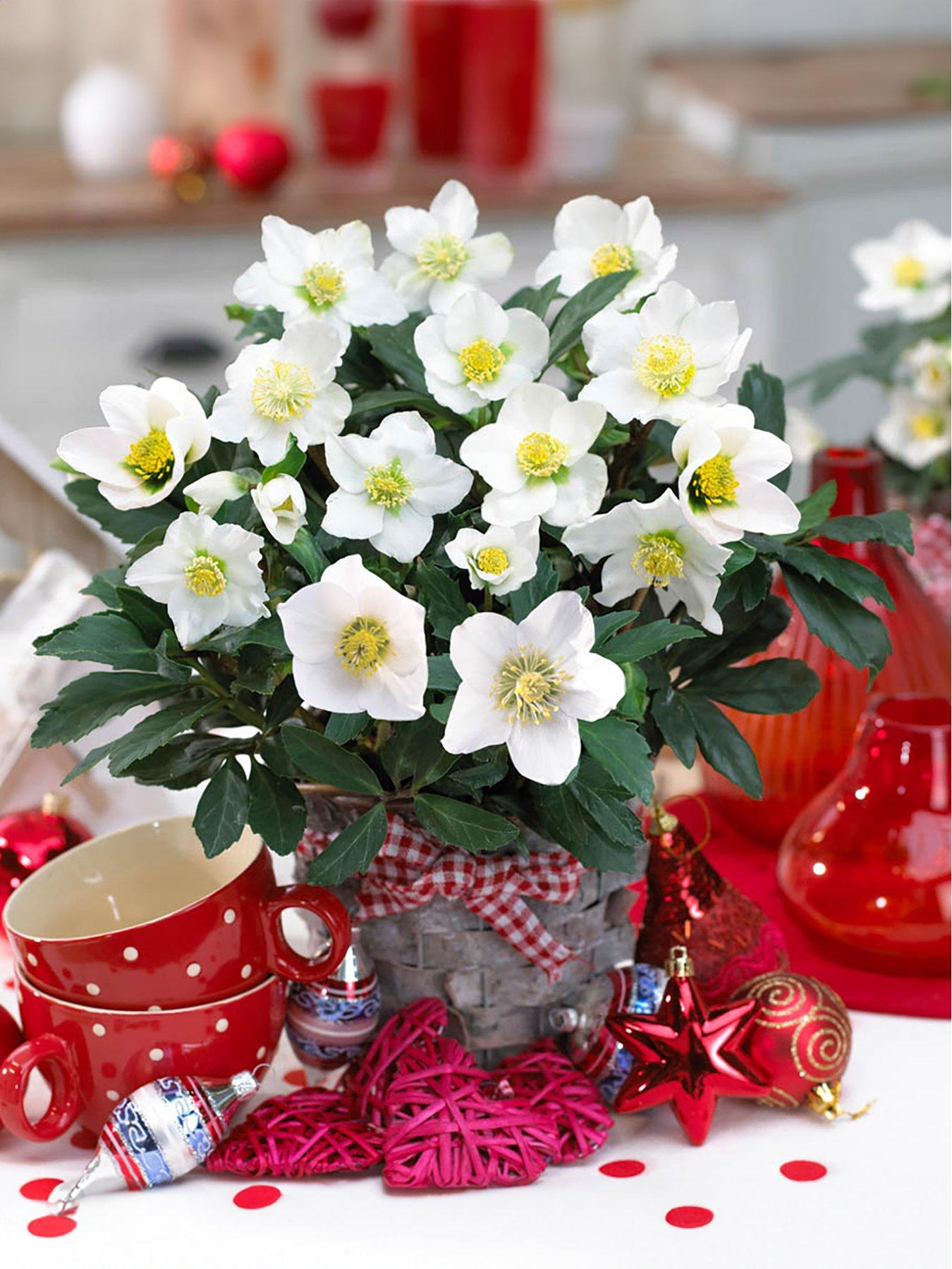 Yougarden Christmas Rose (Helleborus Niger) X 3 White 3X15cm Pot - Image 3