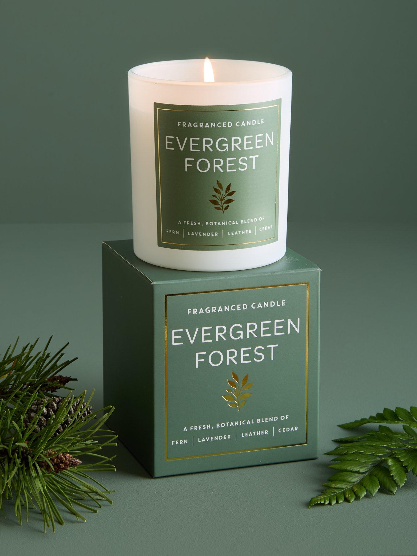 undefined Evergreen Forest