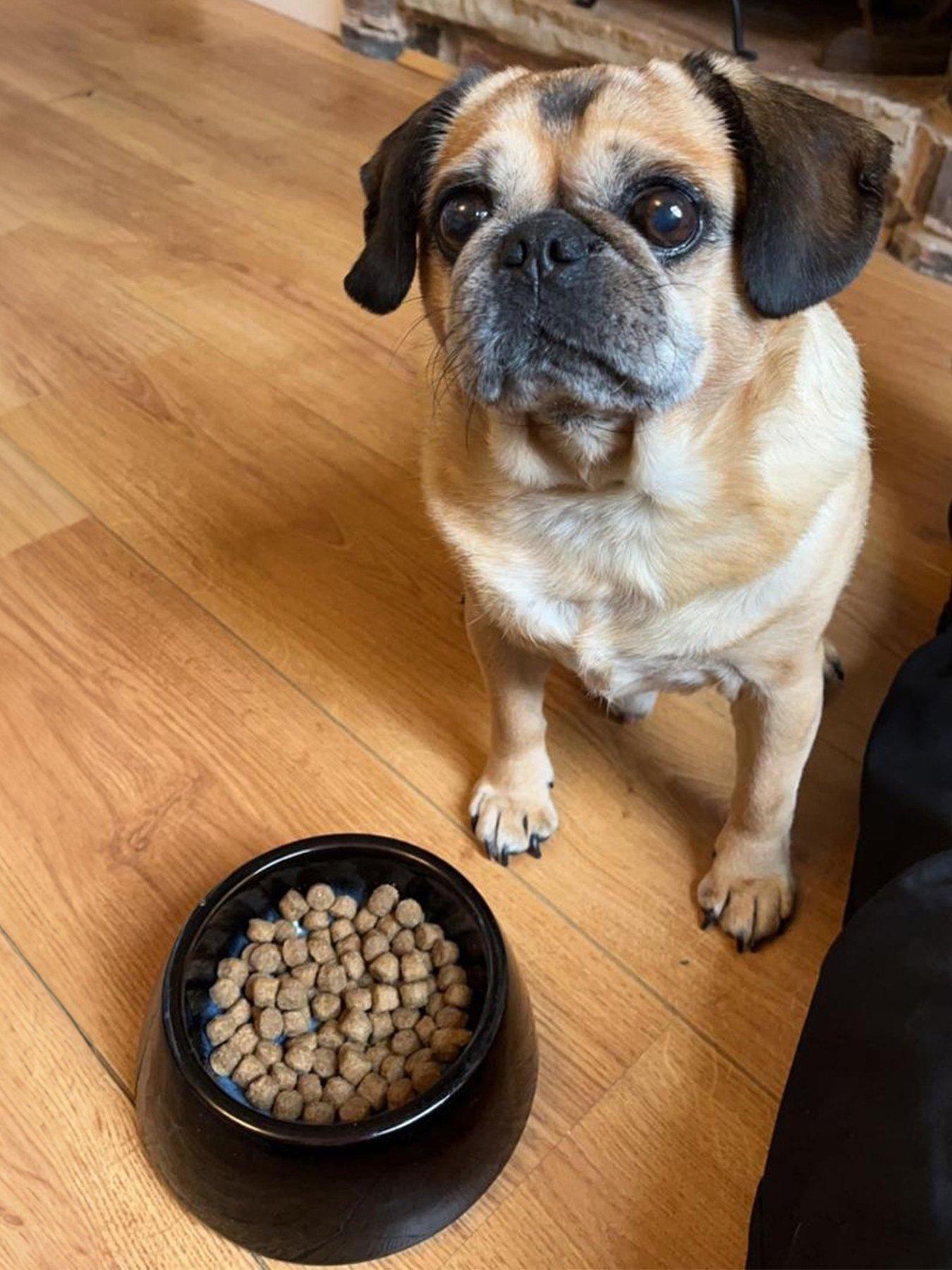 undefined Halo Small Pet Bowl - Black