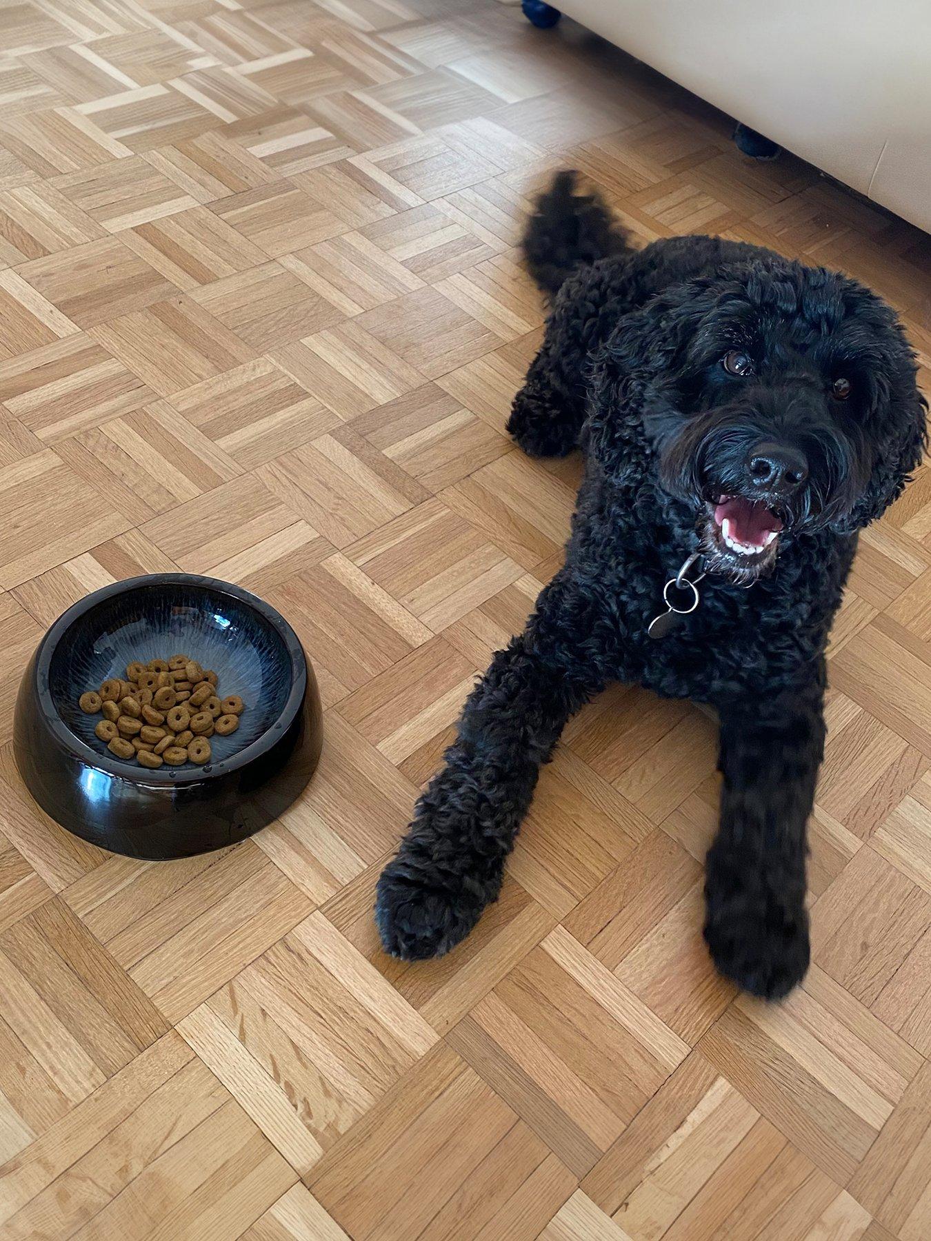 undefined Halo Medium Pet Bowl - Black