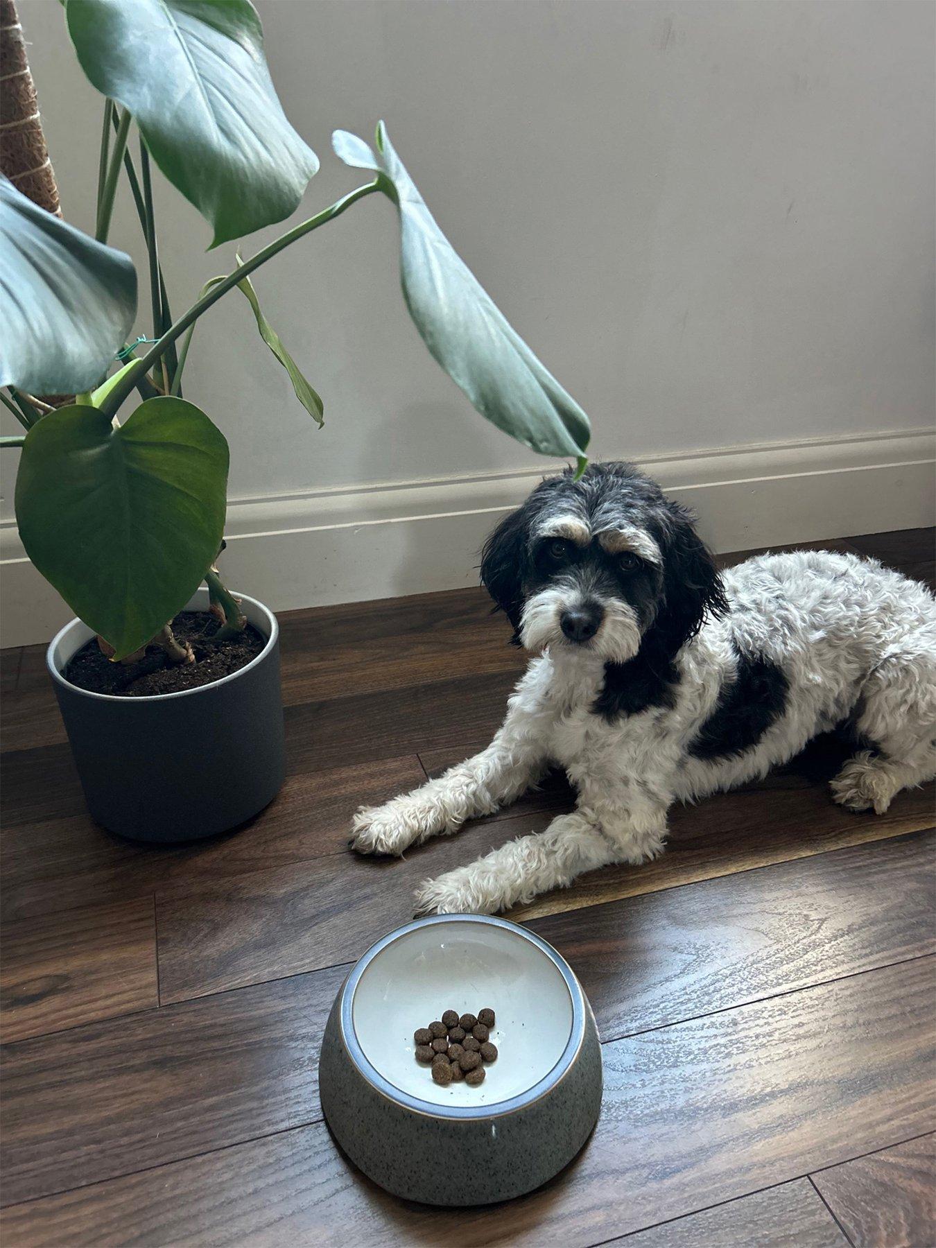 Product photograph of Denby Studio Grey Small Pet Bowl from very.co.uk