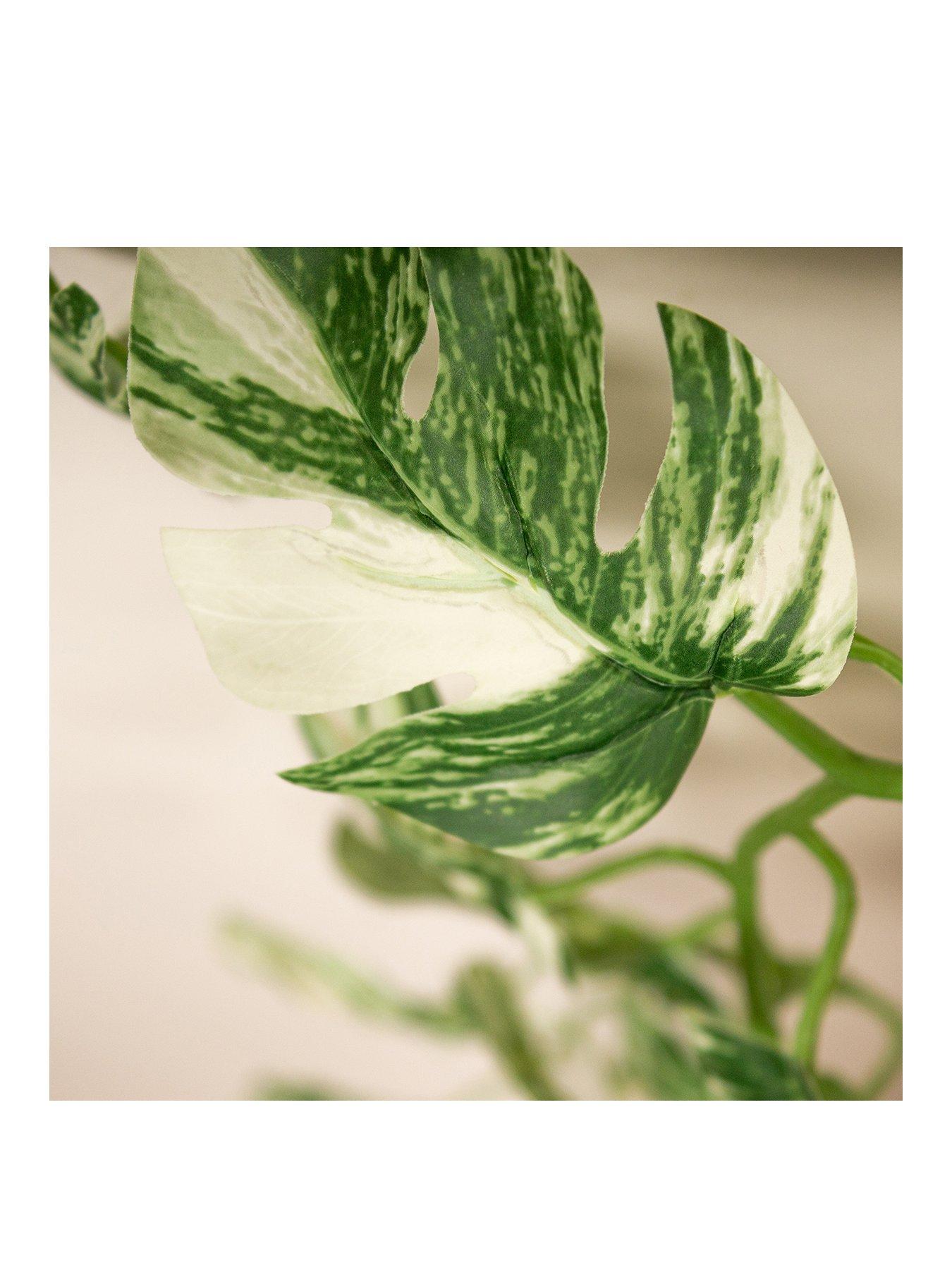 Image 2 of 3 of Scottish Everlastings 190&nbsp;cm Artificial Variegated Monstera Garland (Pack of 2)