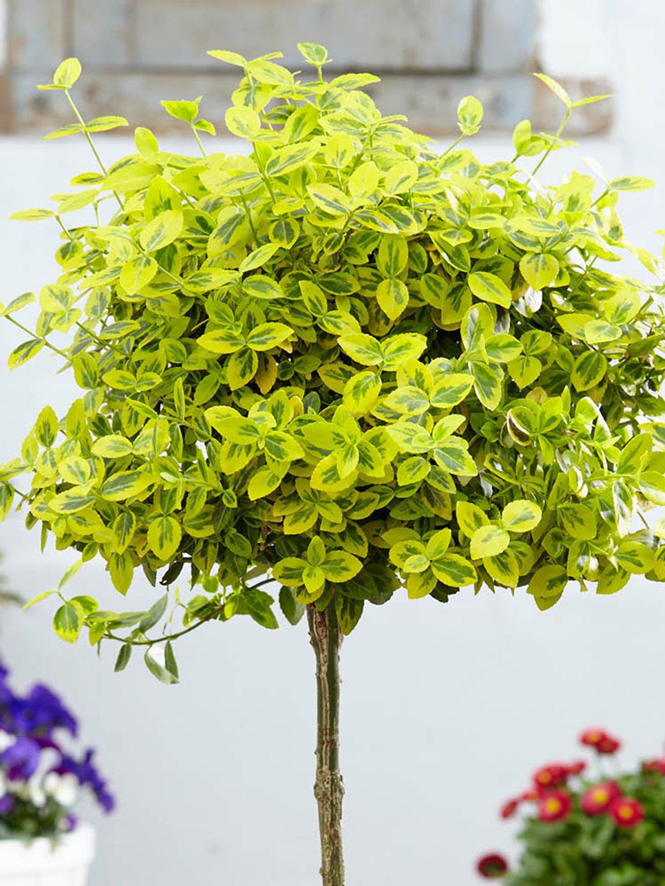 Product photograph of You Garden Pair Of Euonymus Emerald N Gold Standards from very.co.uk