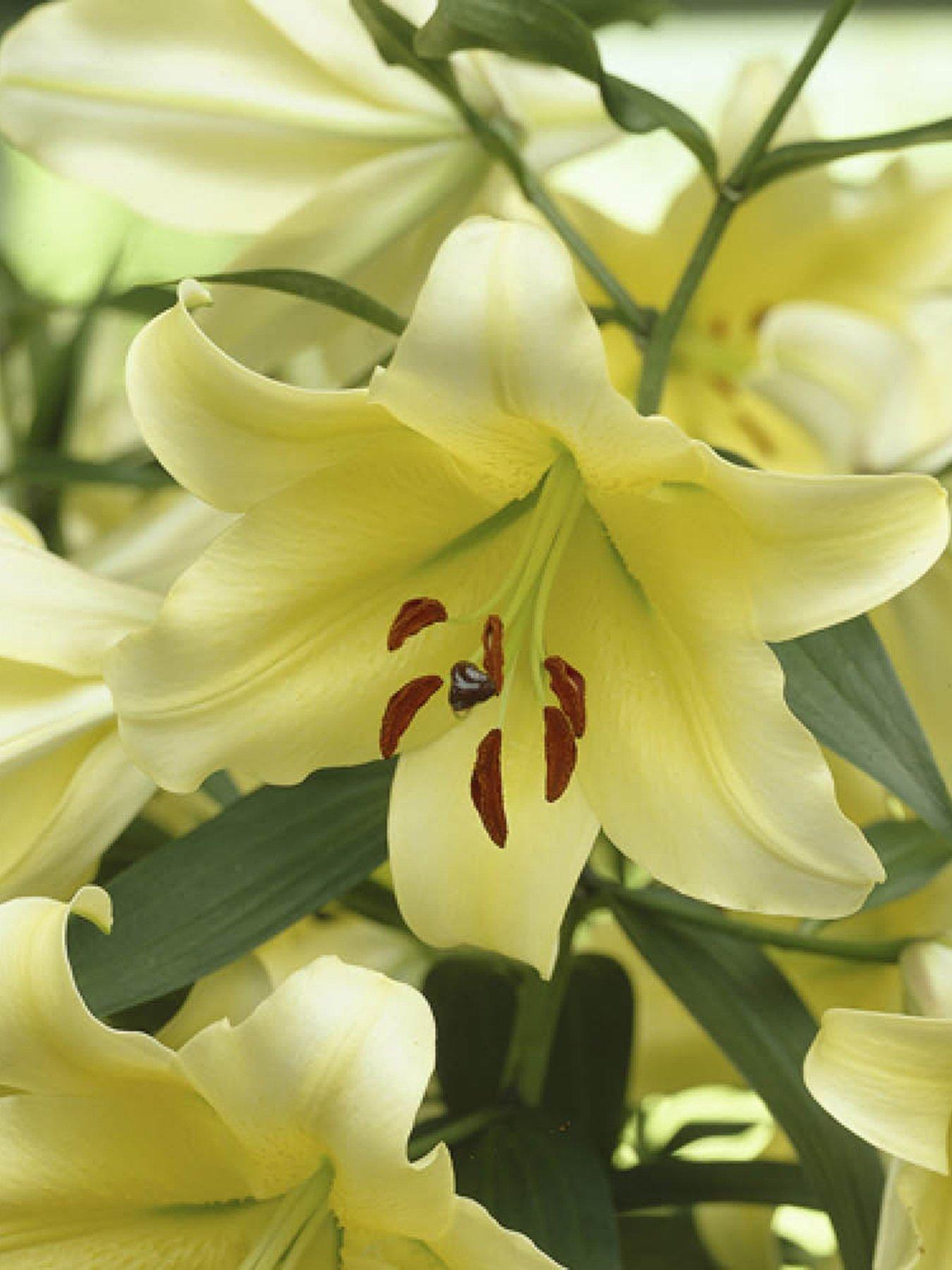 Image 1 of 4 of You Garden Skyscraper Lily 'Manissa' - 3 Bulbs