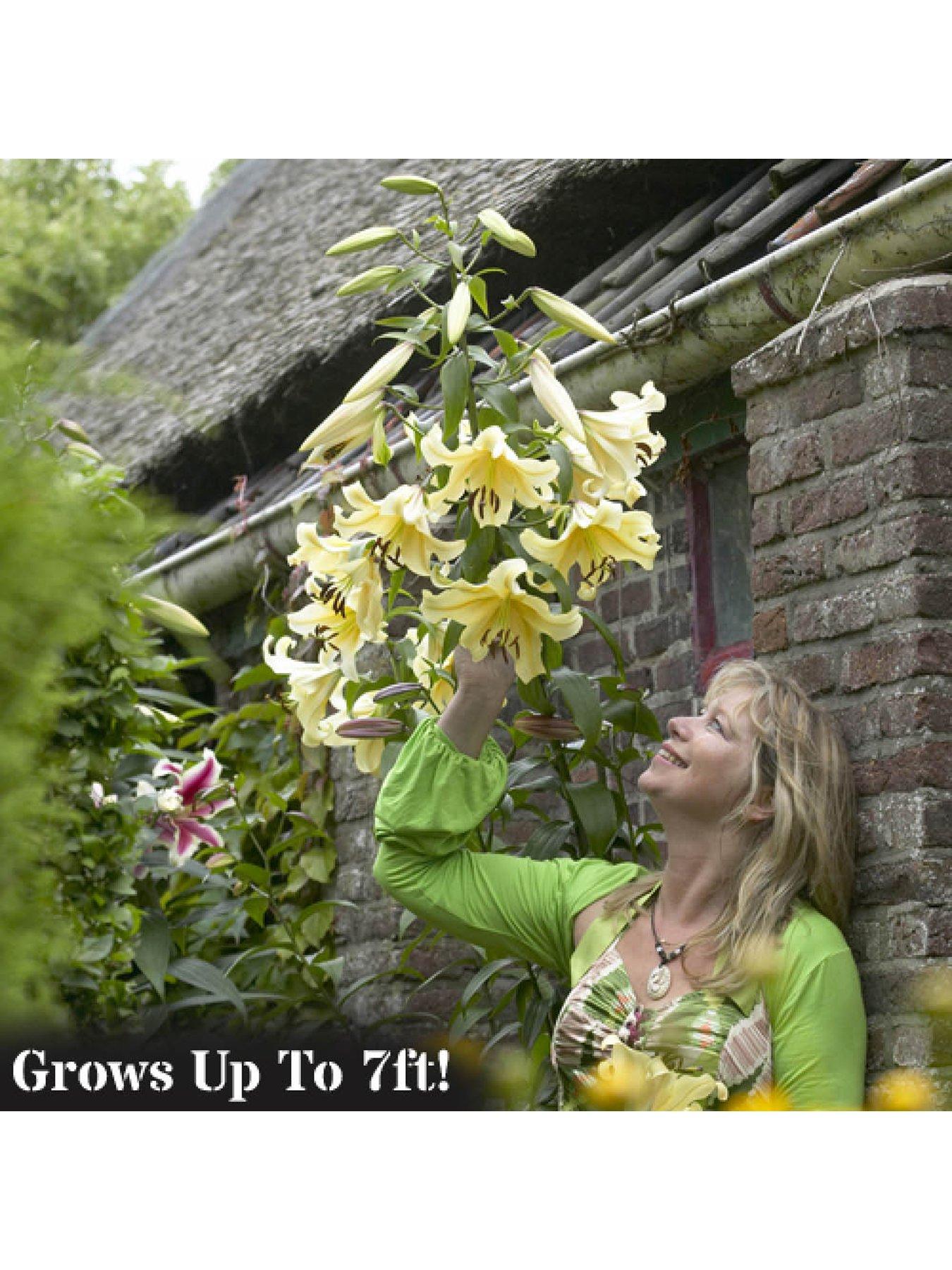 Image 2 of 4 of You Garden Skyscraper Lily 'Manissa' - 3 Bulbs