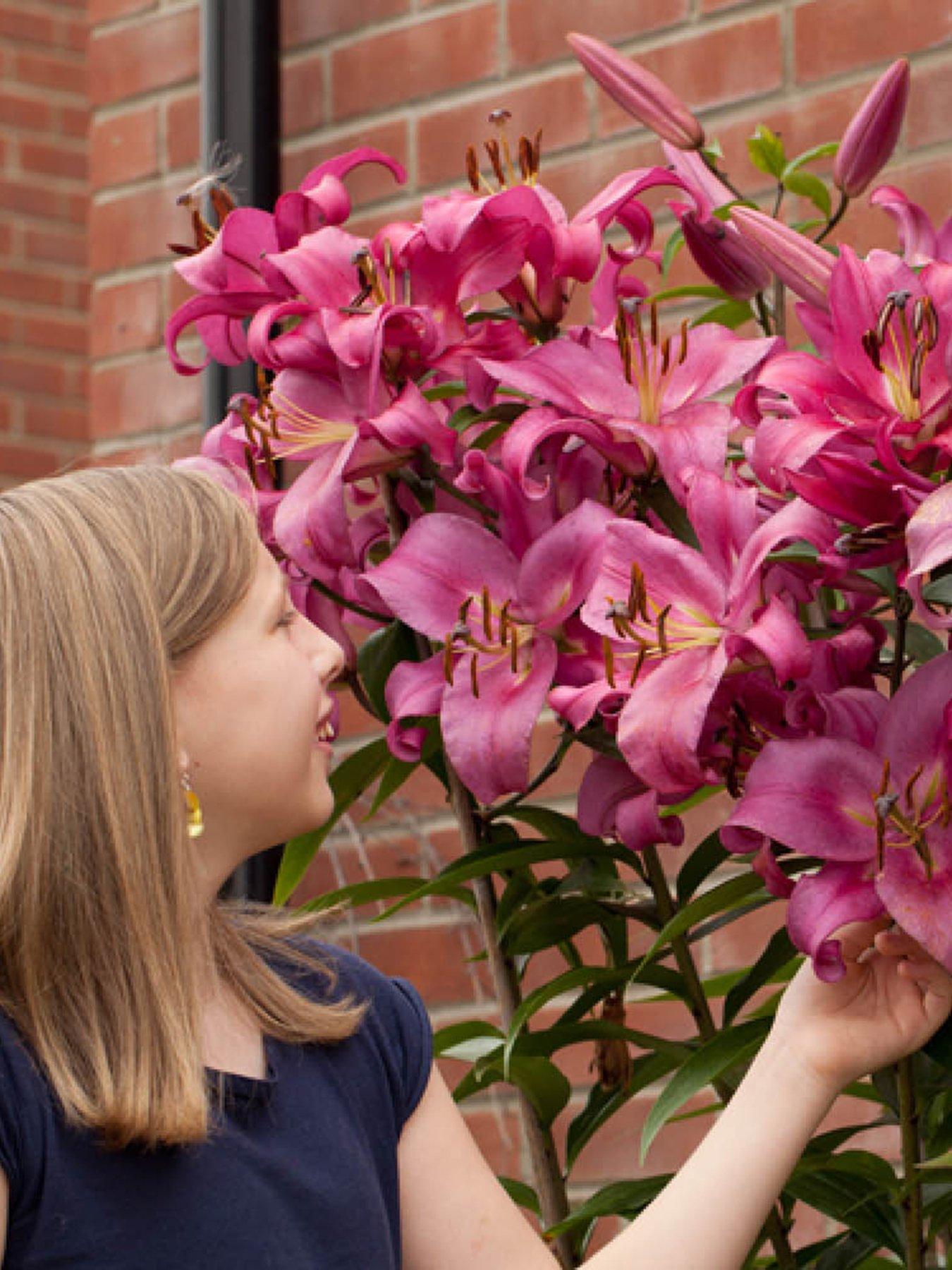 undefined Skyscraper Lily 'Robina' - 3 Bulbs