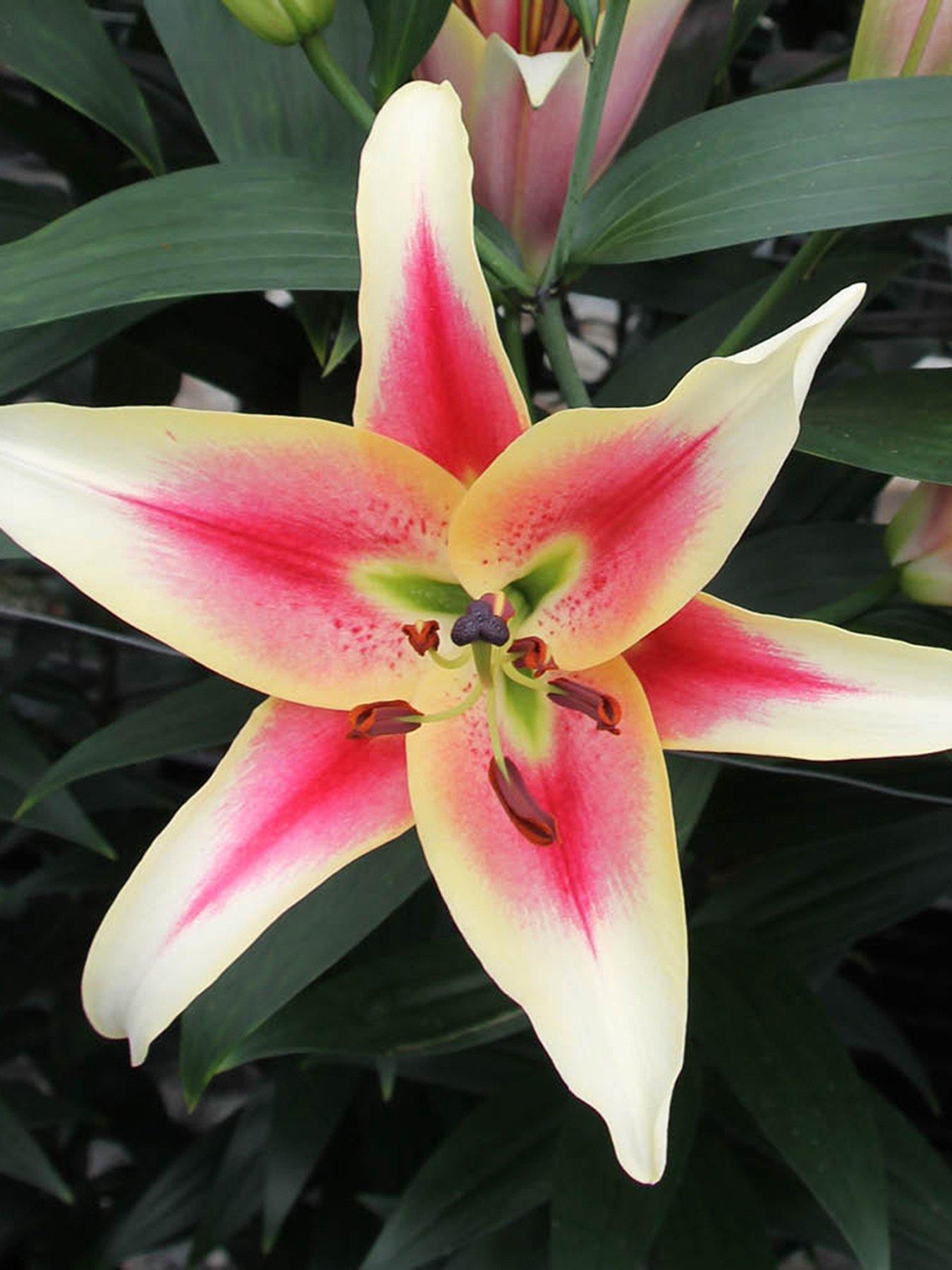 You Garden Skyscraper Lily 'Matisse' - 3 Bulbs