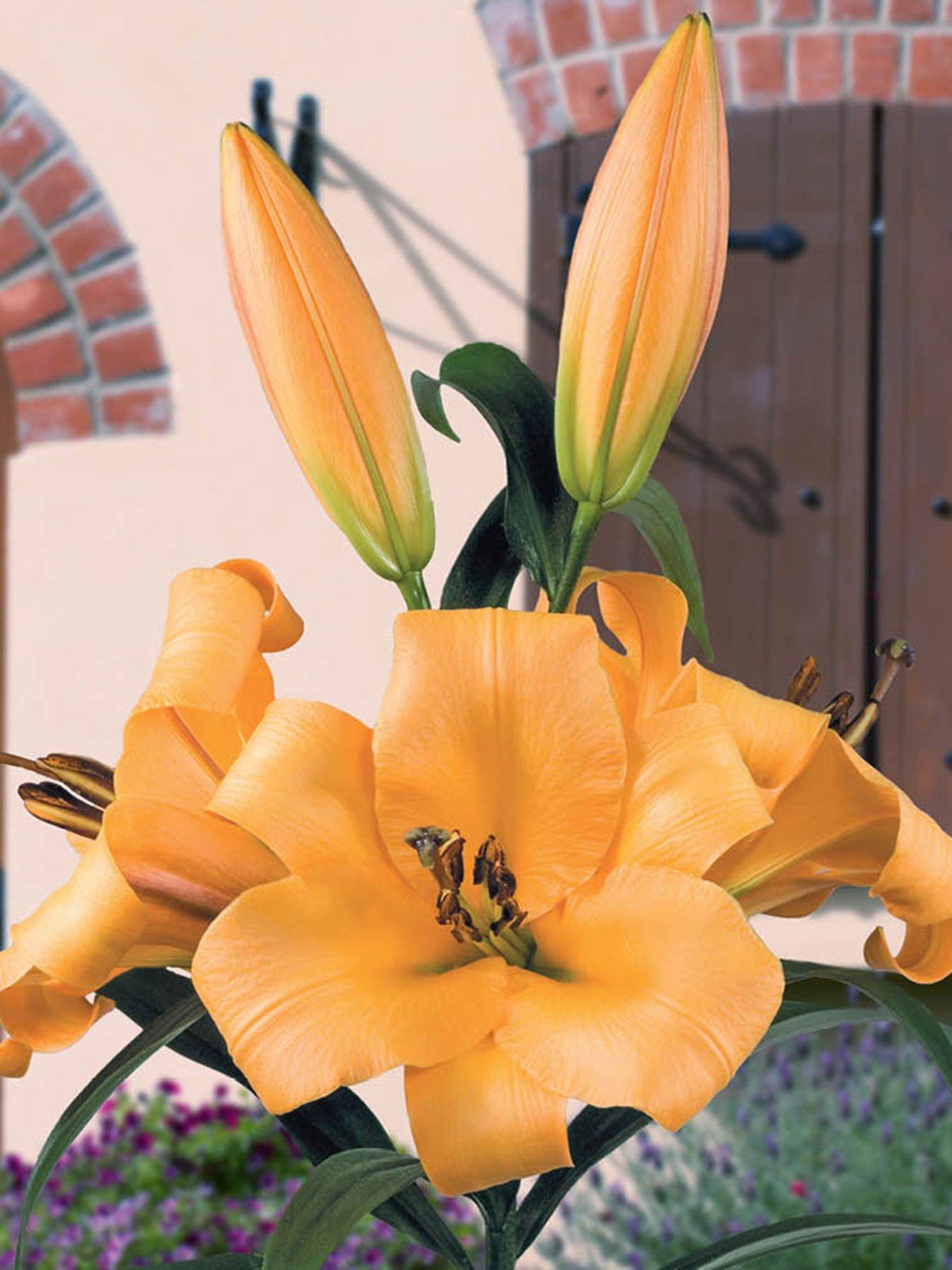 Product photograph of You Garden Skyscraper Lily Saltarello - 3 Bulbs from very.co.uk