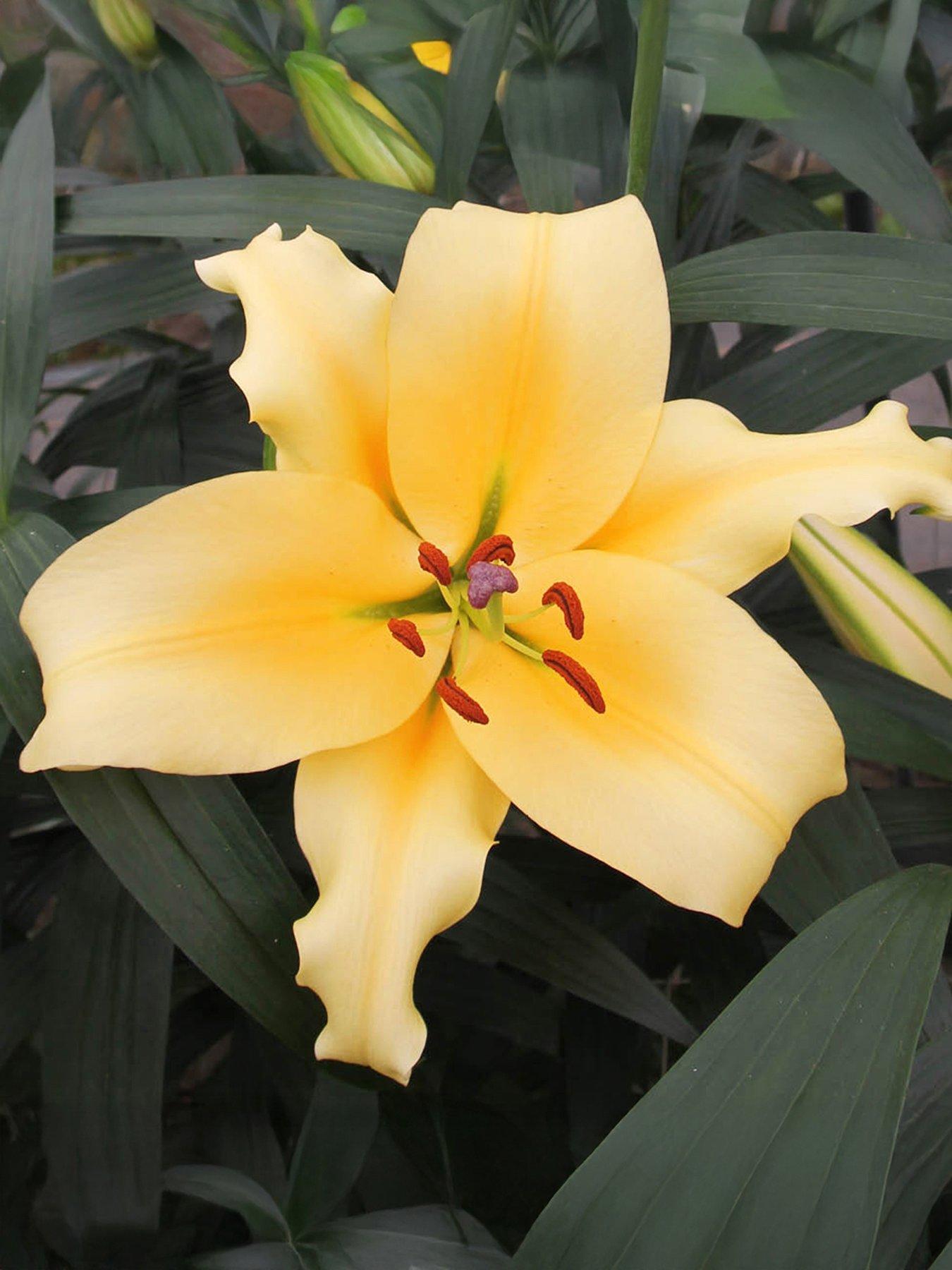 Image 1 of 2 of You Garden Skyscraper Lily 'Saltarello' - 3 Bulbs