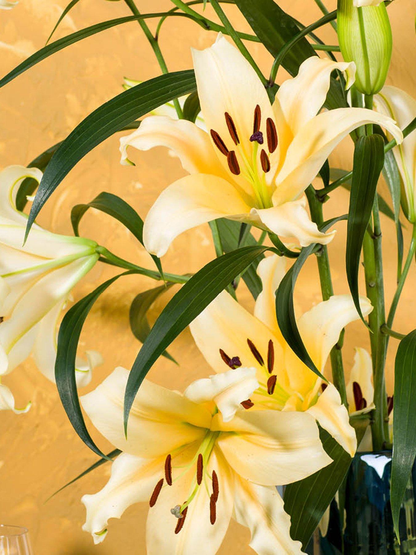Image 2 of 2 of You Garden Skyscraper Lily 'Saltarello' - 3 Bulbs