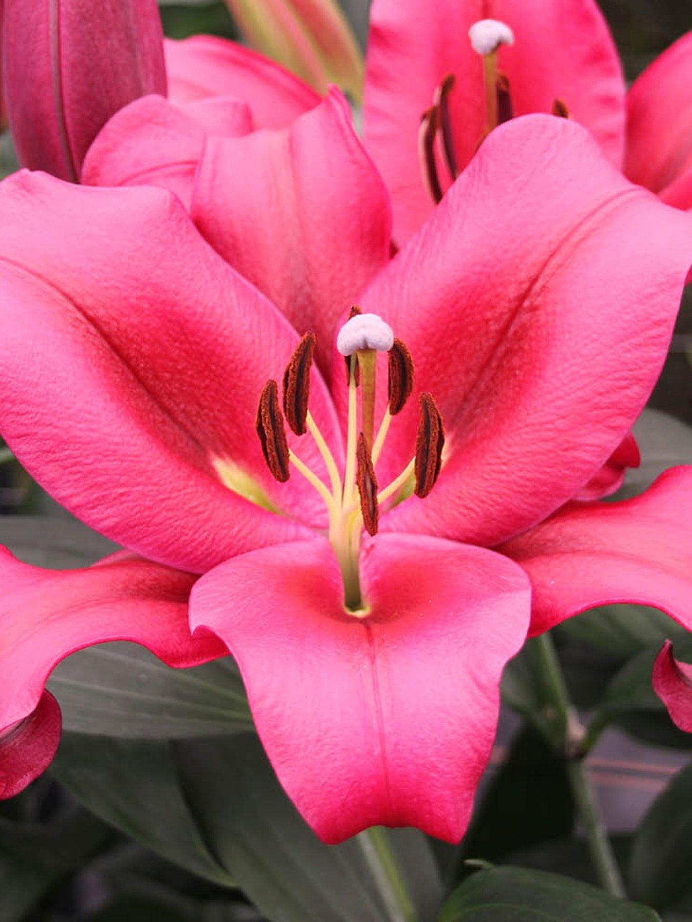 Image 1 of 2 of You Garden Skyscraper Lily 'Amarossi' - 3 Bulbs