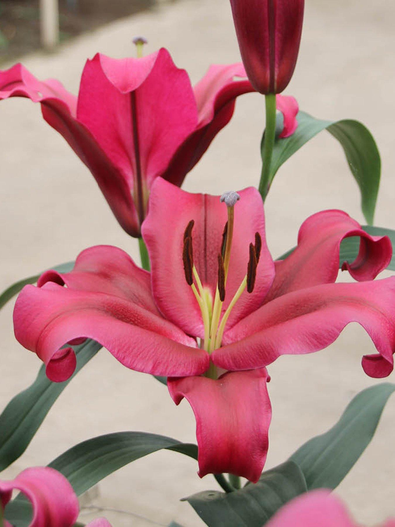 Image 2 of 2 of You Garden Skyscraper Lily 'Amarossi' - 3 Bulbs