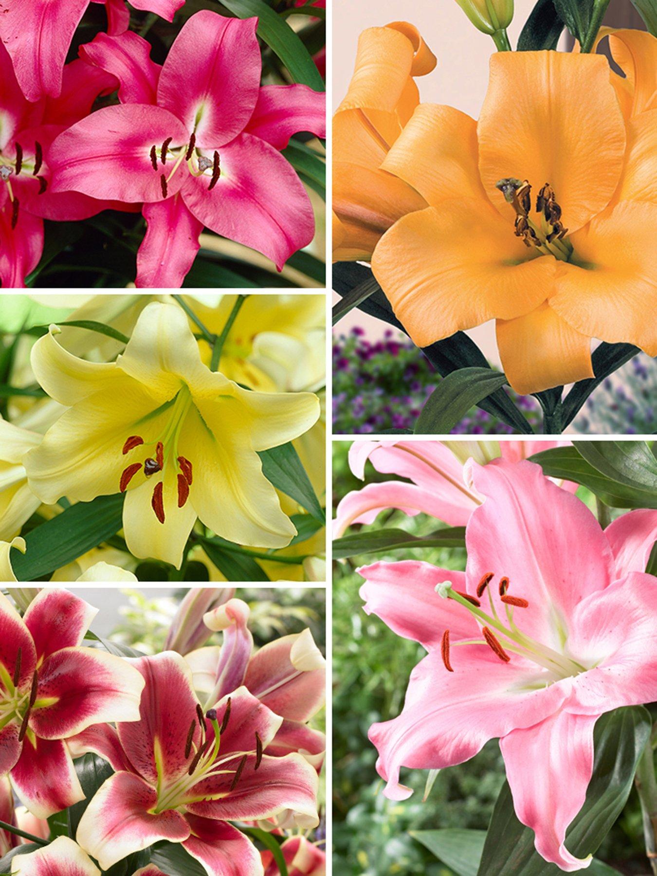 undefined Skyscraper Lily Collection (15 Bulbs)