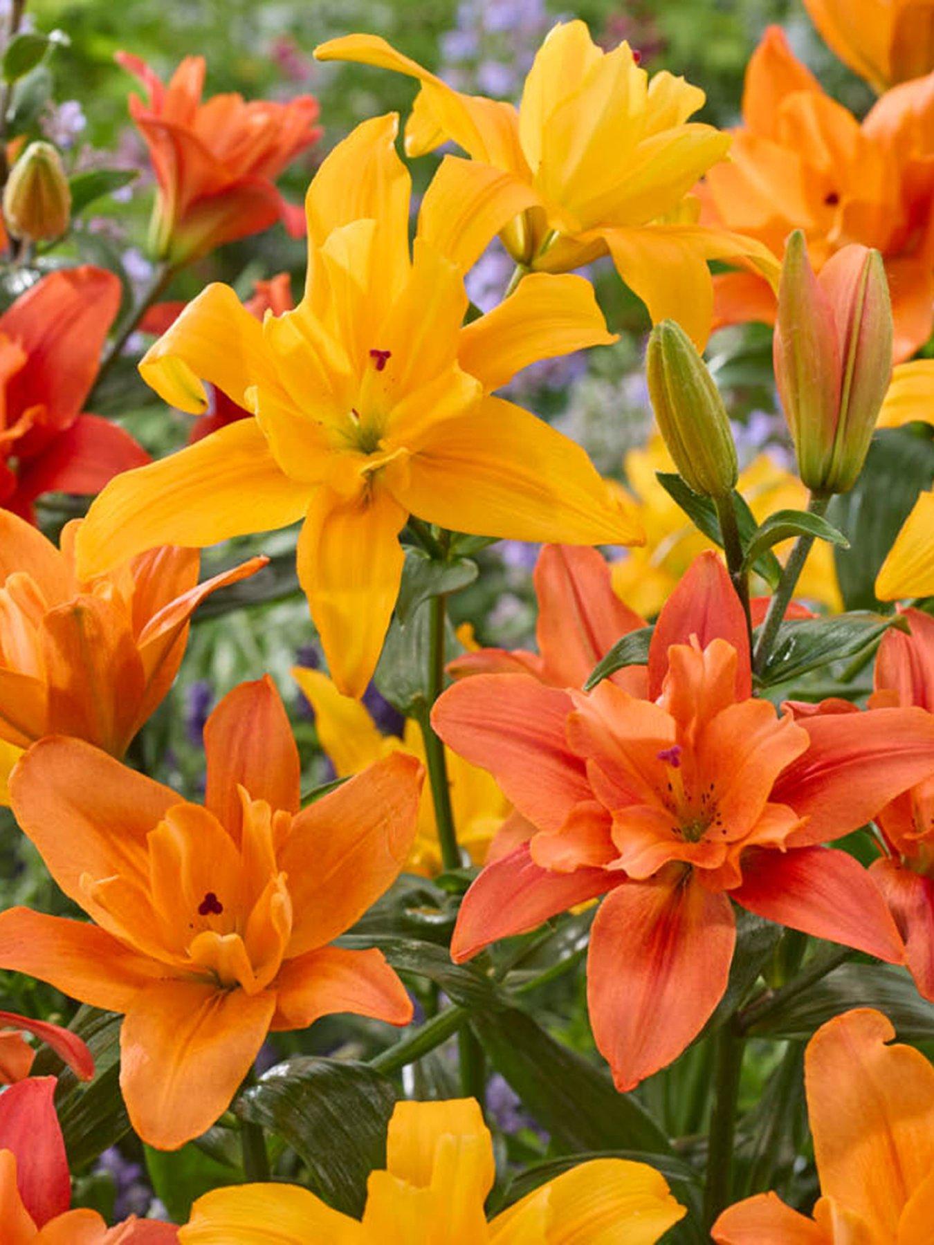 Product photograph of You Garden Lily Pollen-free Butterfly Double Collection 10 Bulbs from very.co.uk