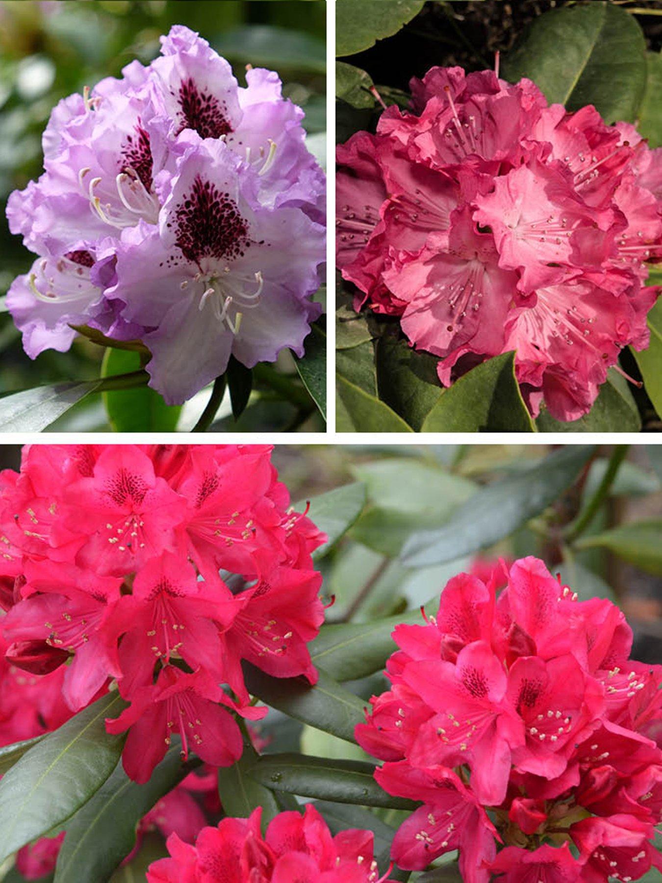 undefined Rhododendron Hybrid Collection (3 x 15cm Pots)
