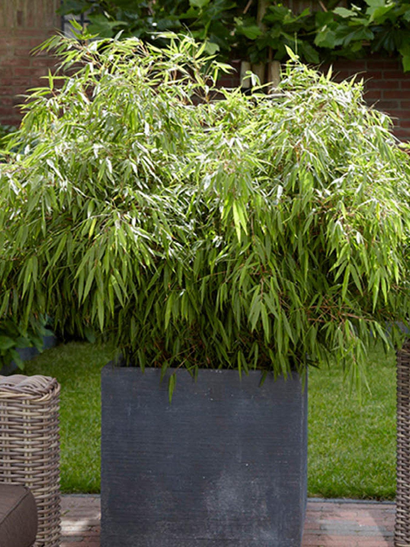 undefined Fountain Bamboo - Fargesia rufa (3 x 9cm Pots)
