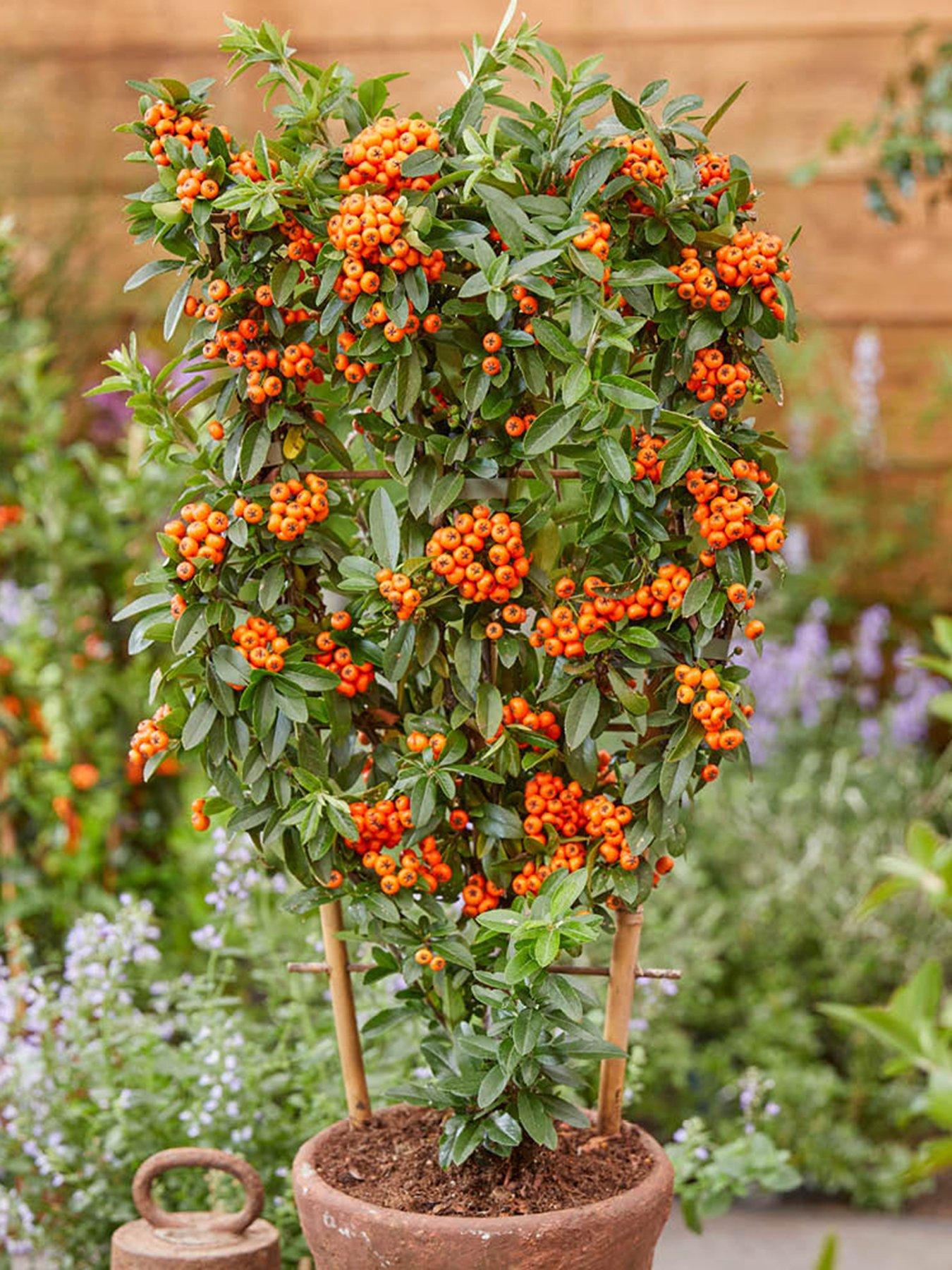 undefined Pyracantha coccinea Orange Star (3 x 9cm pots)
